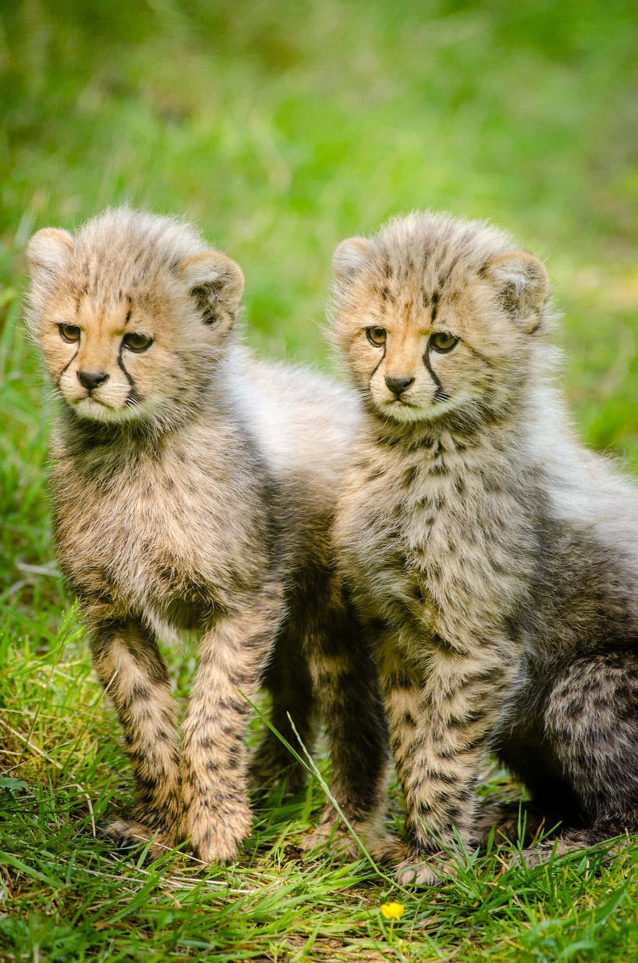 cheetah cubs, vibrant green grass, soft focus background, Full HD Phone Wallpaper