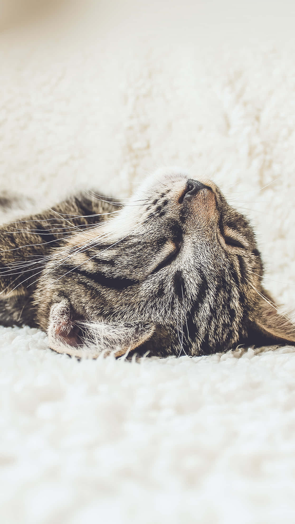 tabby cat, soft white blanket, eyes closed, Full HD Phone Wallpaper