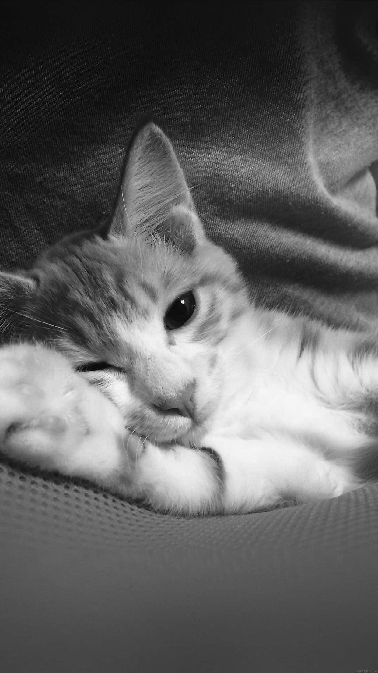 cat, black and white photo, sleepy cat, Full HD Phone Wallpaper