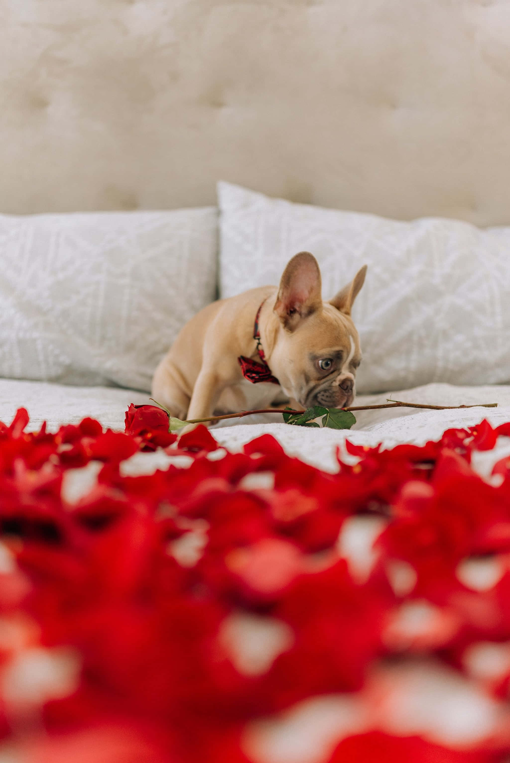 fawn French bulldog, red bowtie, bed, 2K Phone Wallpaper