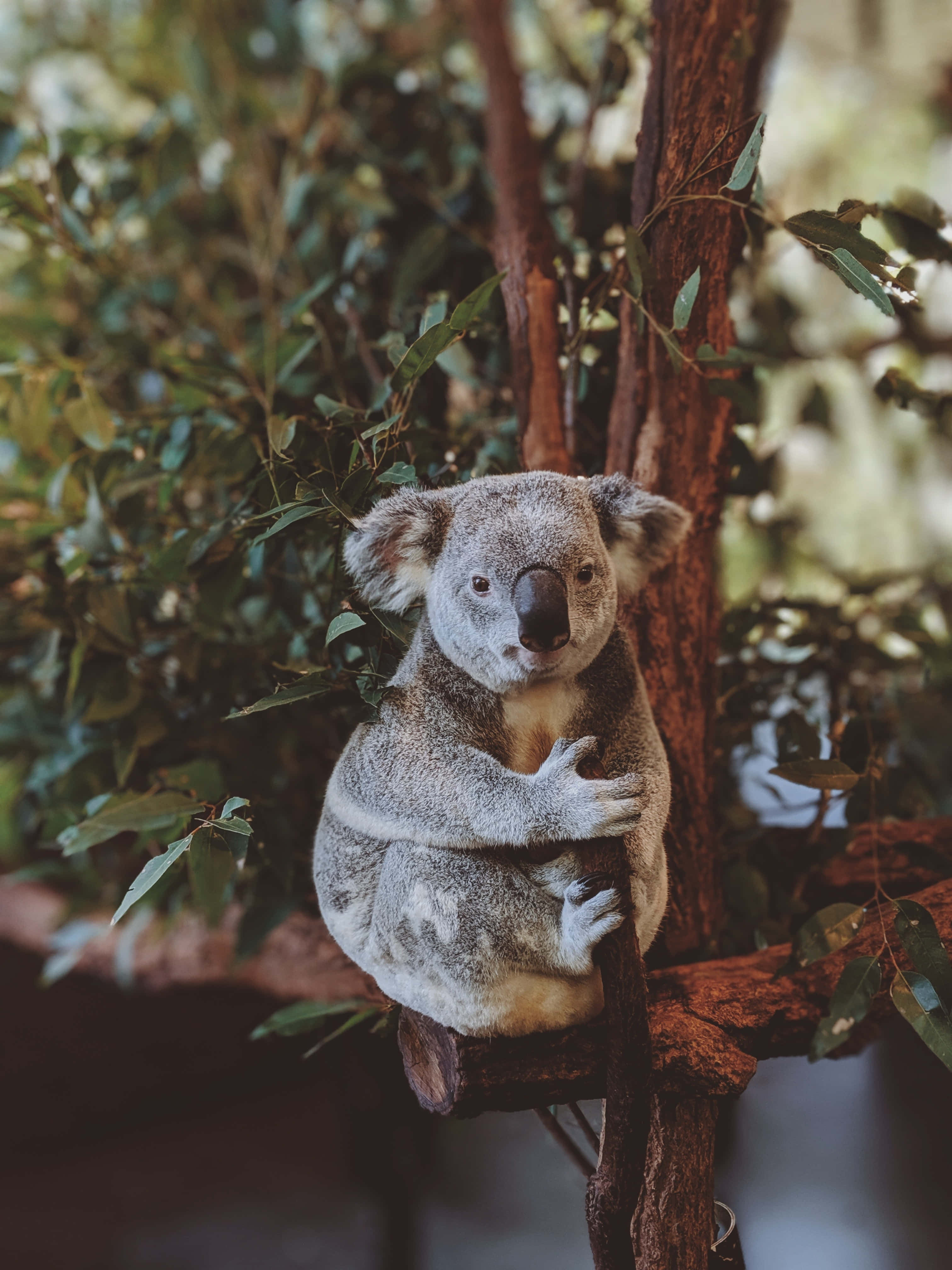 koala bear, tree branch, green eucalyptus leaves, 4K Phone Wallpaper