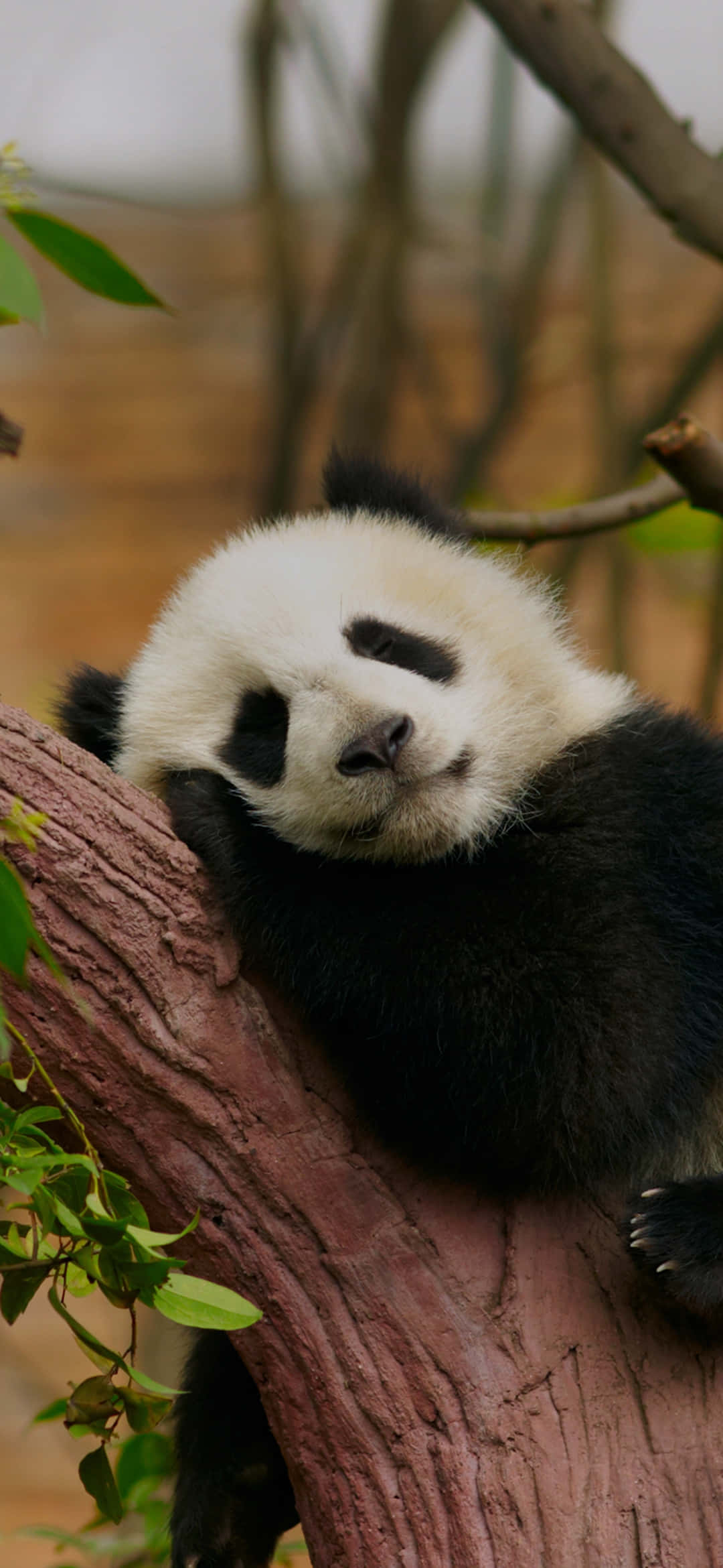 panda bear, tree branch, green leaves, Full HD Phone Wallpaper