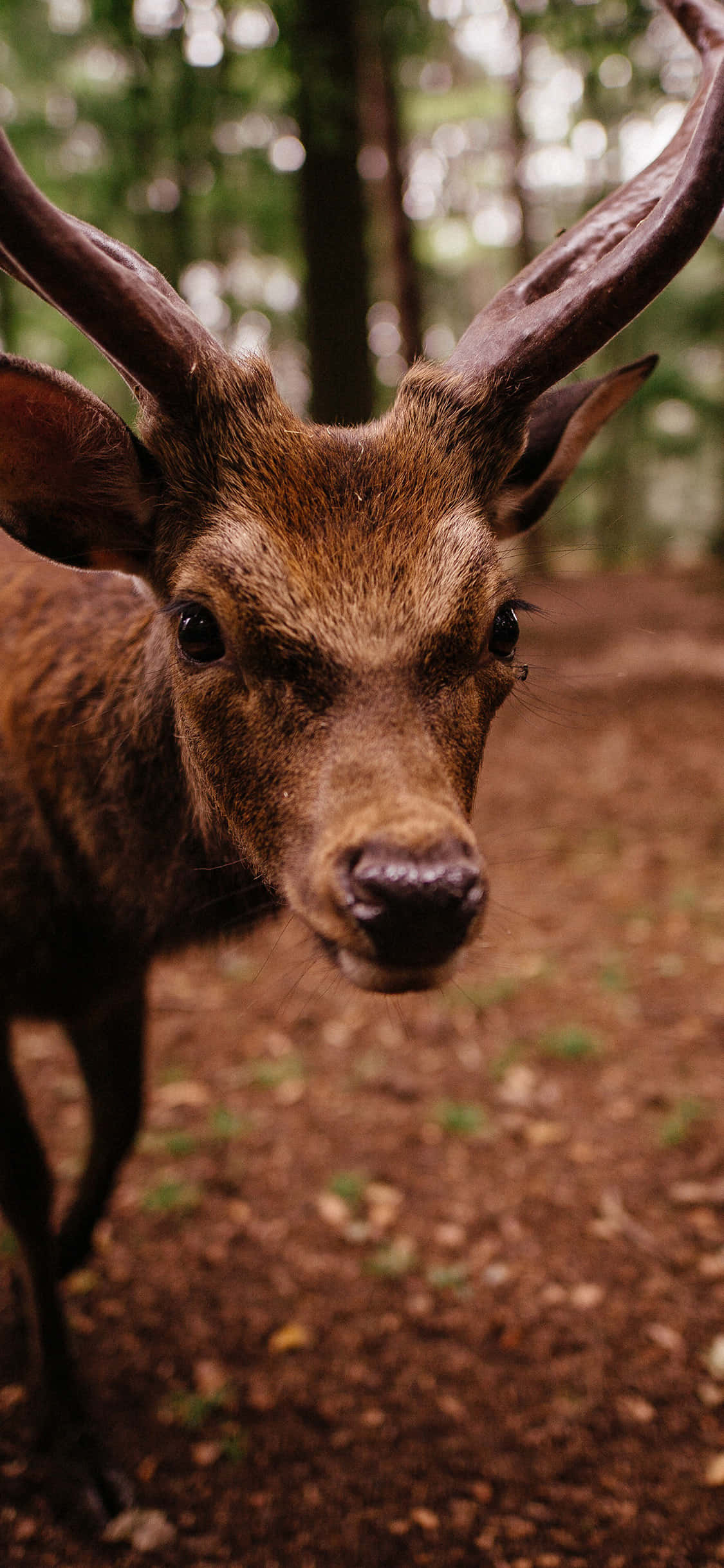 deer, large antlers, sun-dappled forest, Full HD Phone Wallpaper