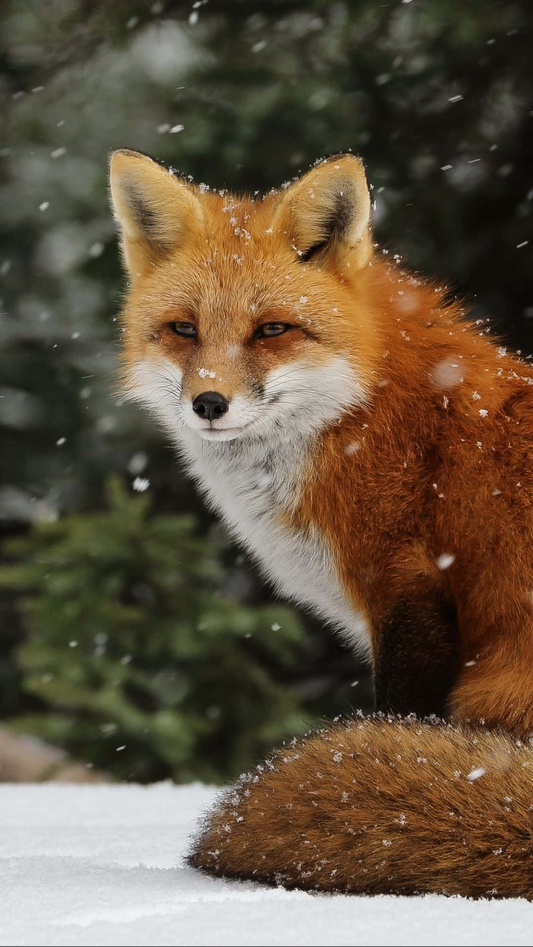 red fox, snowflakes on its fur, snowy forest, Full HD Phone Wallpaper