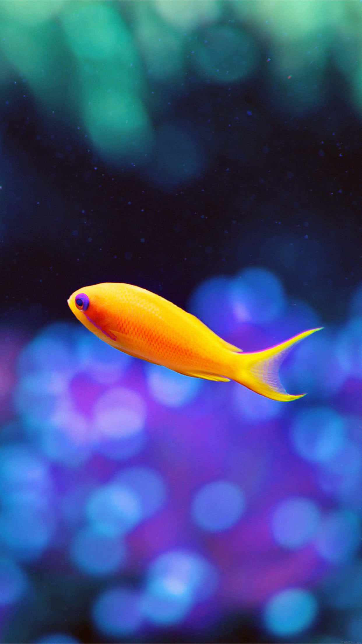 vibrant orange fish, dreamy underwater scene, glowing blue and purple coral bokeh, Full HD Phone Wallpaper