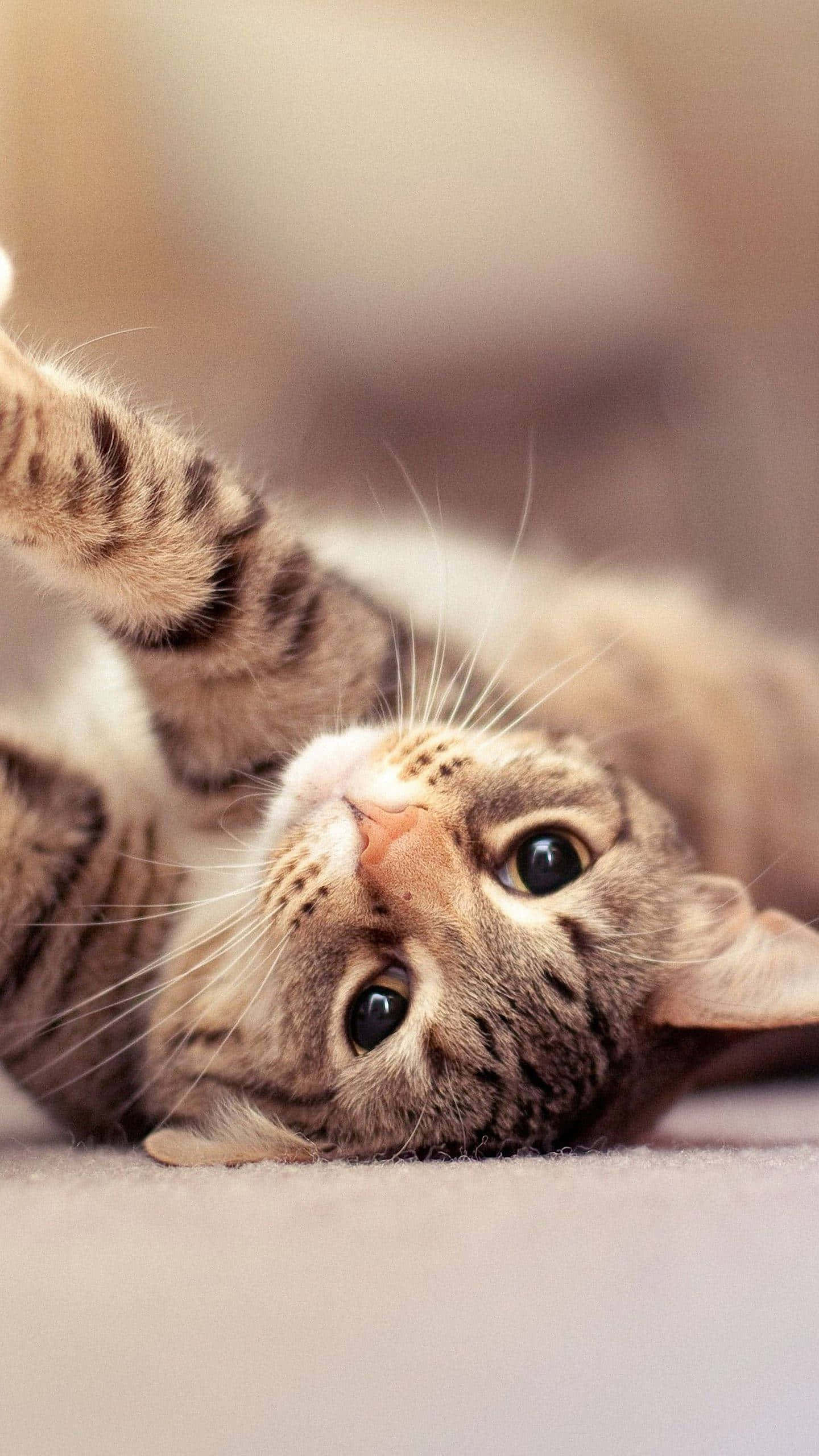 tabby cat, paws up, looking up curiously, 2K Phone Wallpaper