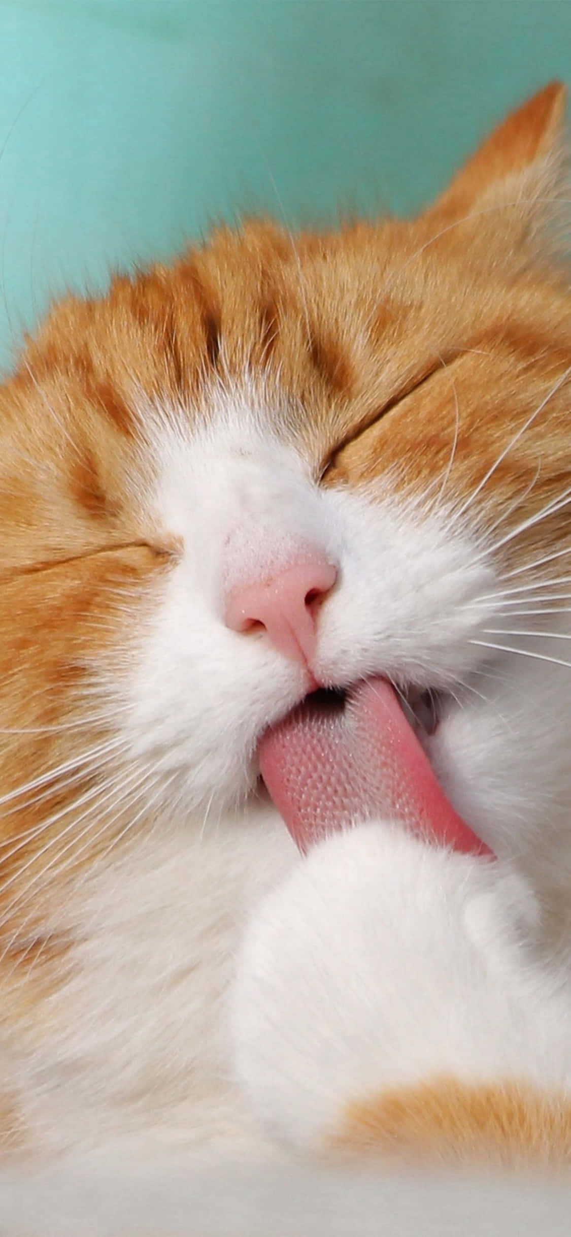 orange and white cat, blissfully licking its paw, soft teal background, Full HD Phone Wallpaper