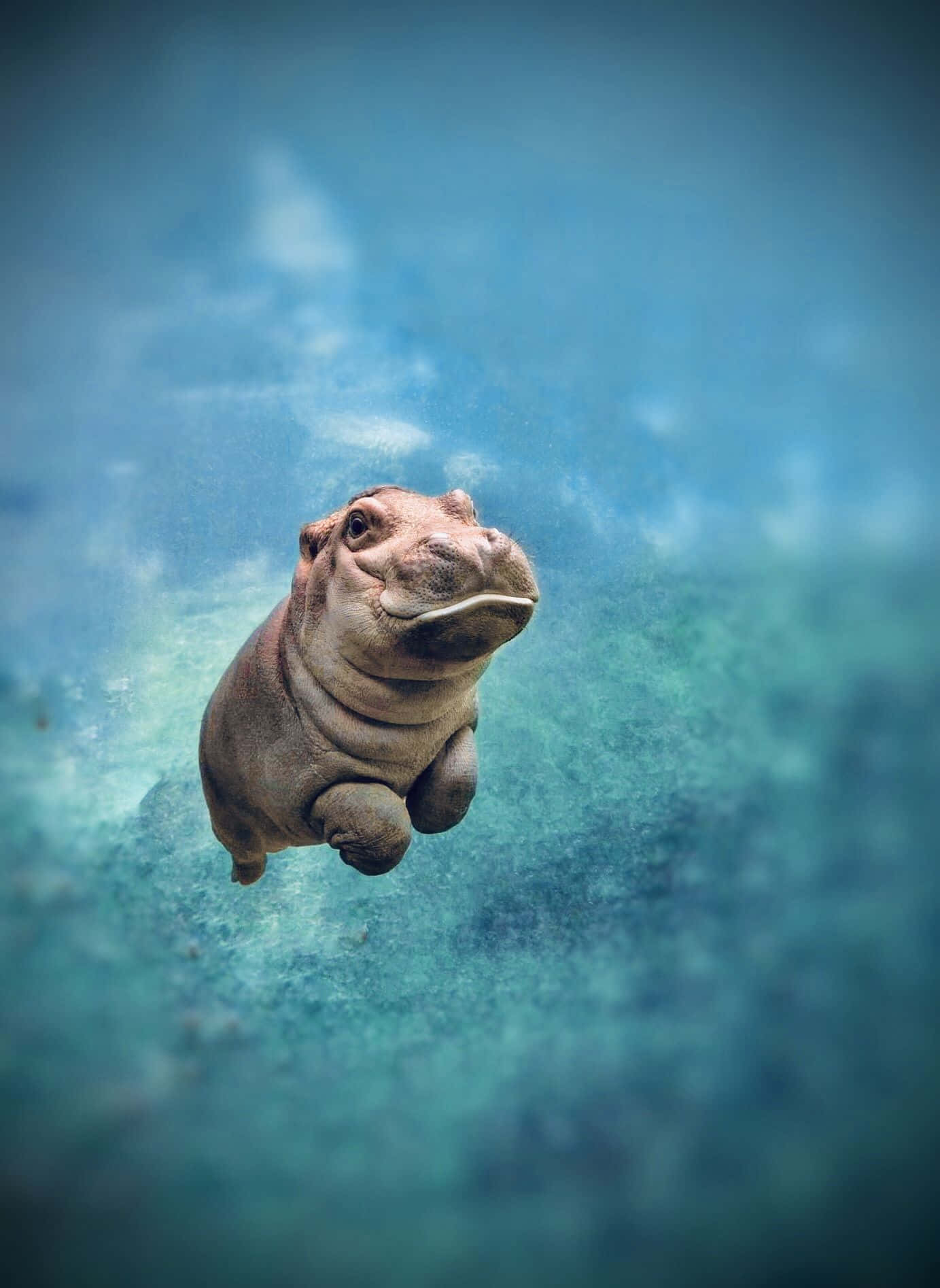 baby hippopotamus, clear blue water, curious expression, HD Phone Wallpaper