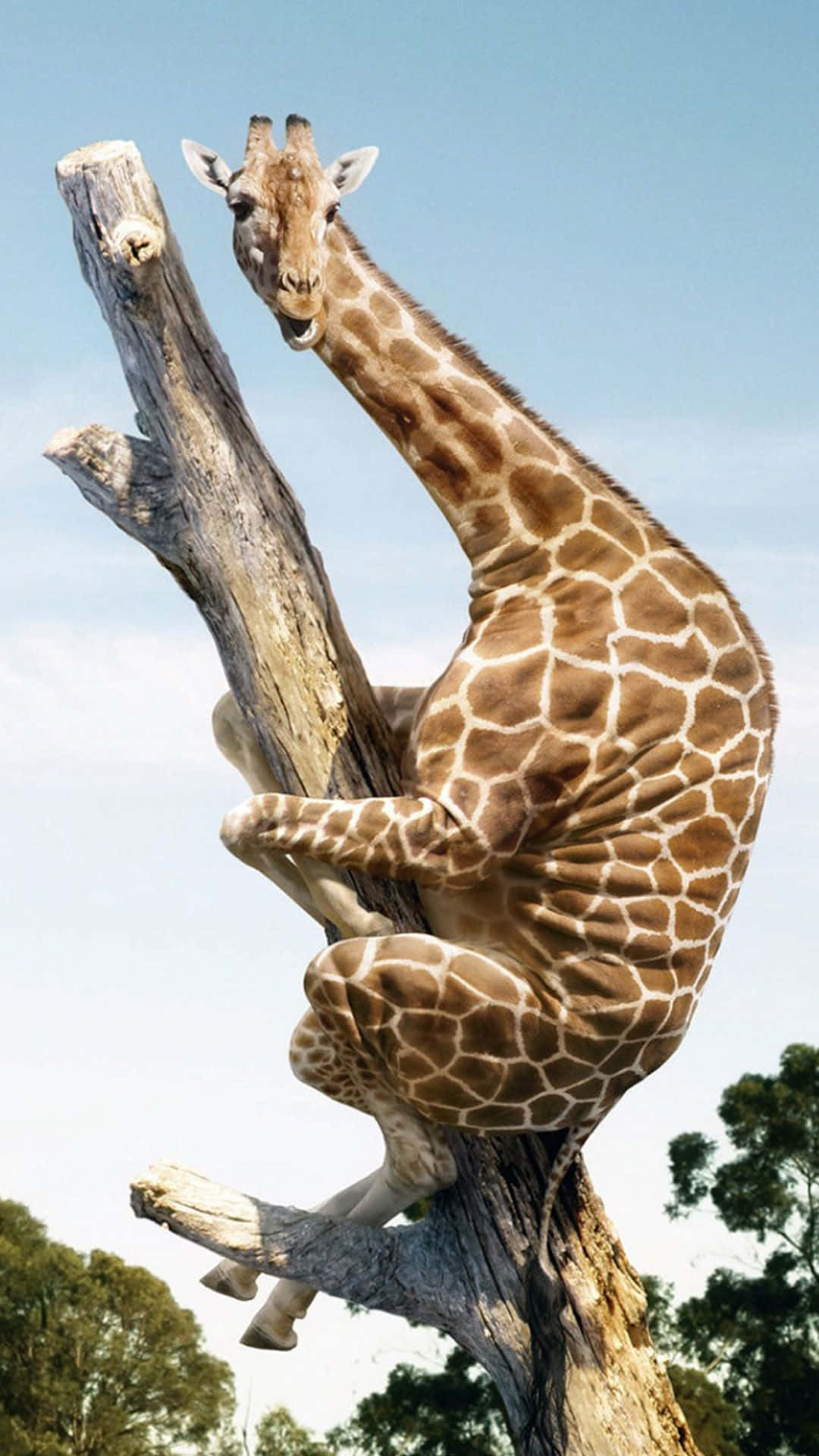 giraffe, tree branch, clear blue sky, Full HD Phone Wallpaper