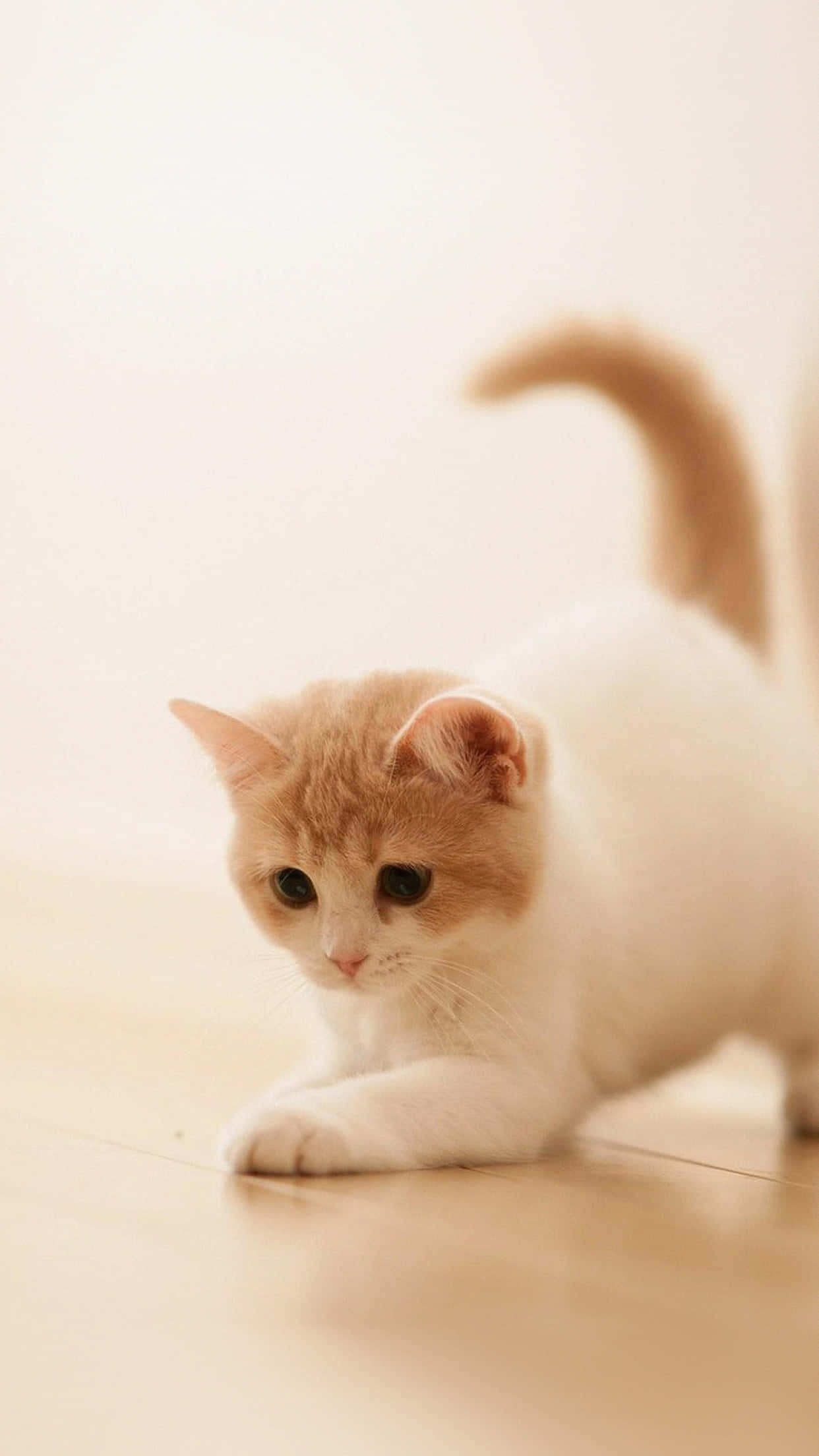 Cute Animal iPhone, fluffy cream and white kitten, warm wooden floor, Full HD Phone Wallpaper
