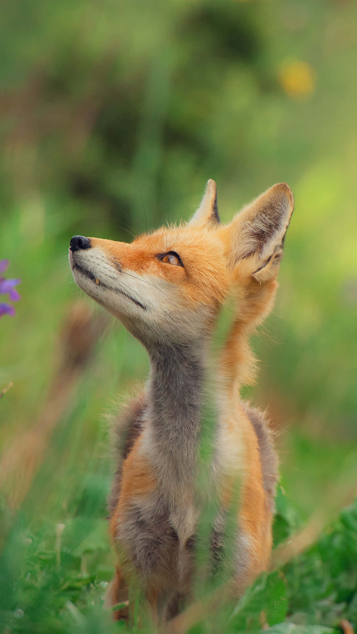 fox cub, orange fur, alert ears, Full HD Phone Wallpaper