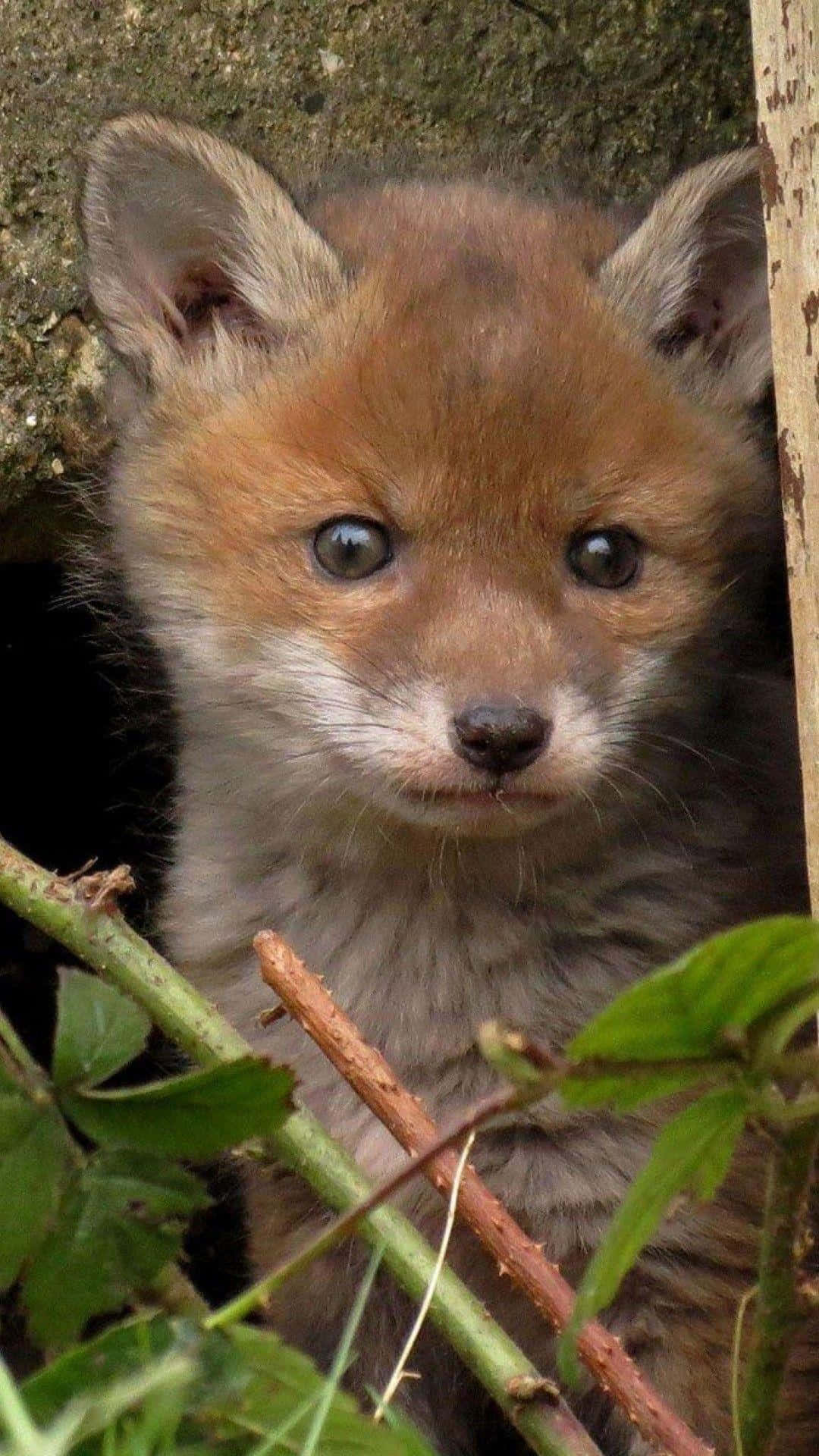 fox cub, hole in the ground, green foliage, Full HD Phone Wallpaper