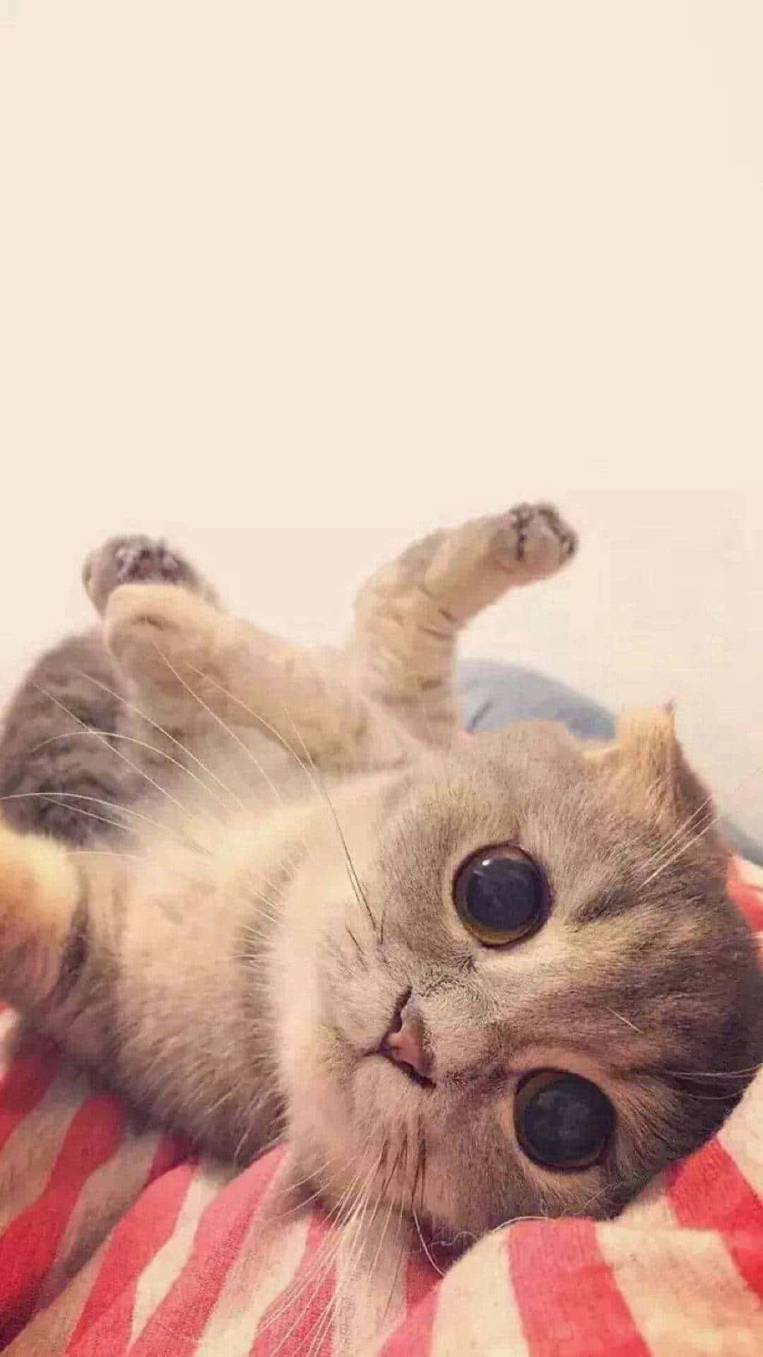 fluffy tabby cat, red striped blanket, paws up, Full HD Phone Wallpaper