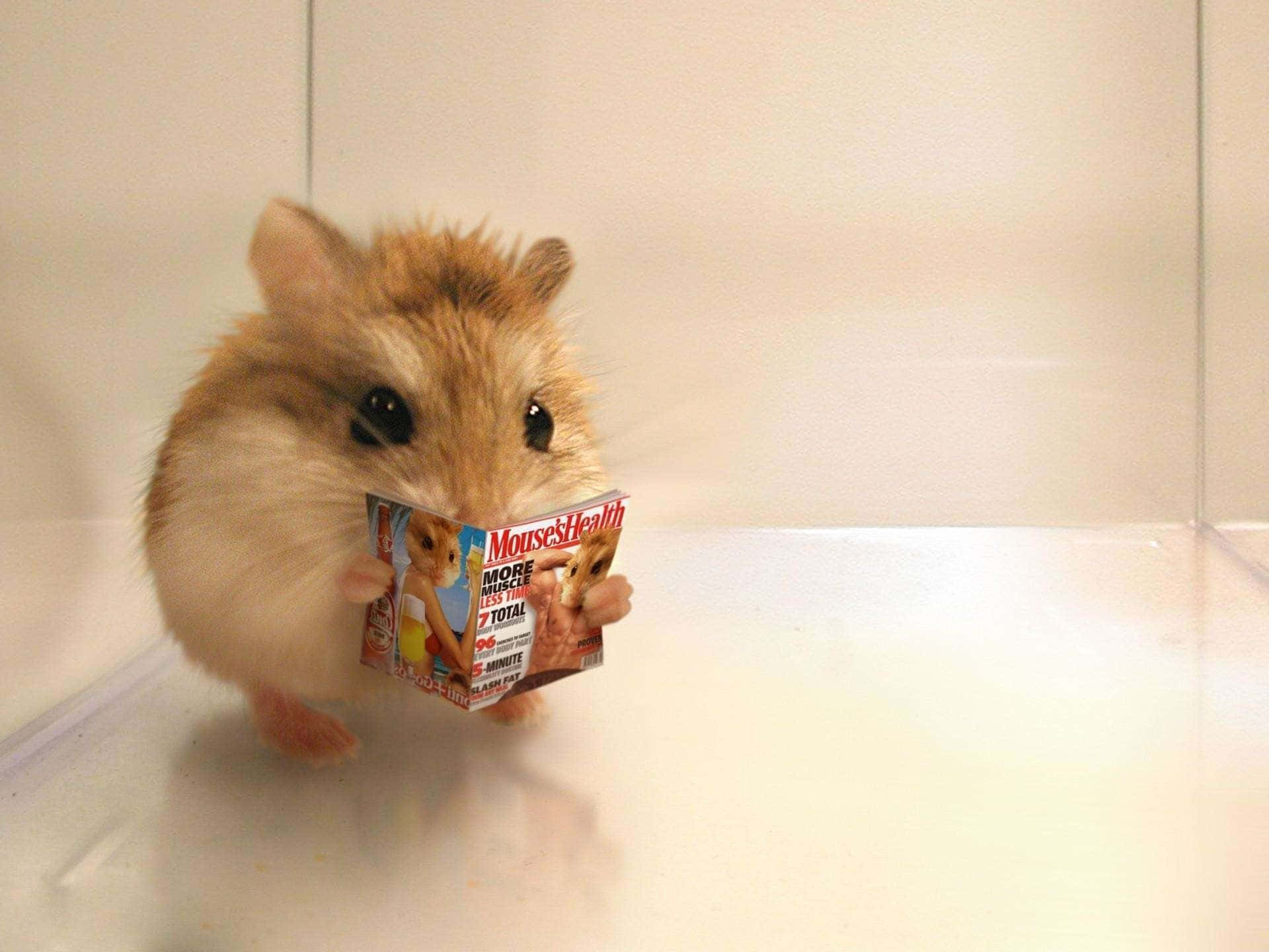 fluffy hamster, tiny 'Mice's Health' magazine, clear enclosure, Full HD Desktop Wallpaper