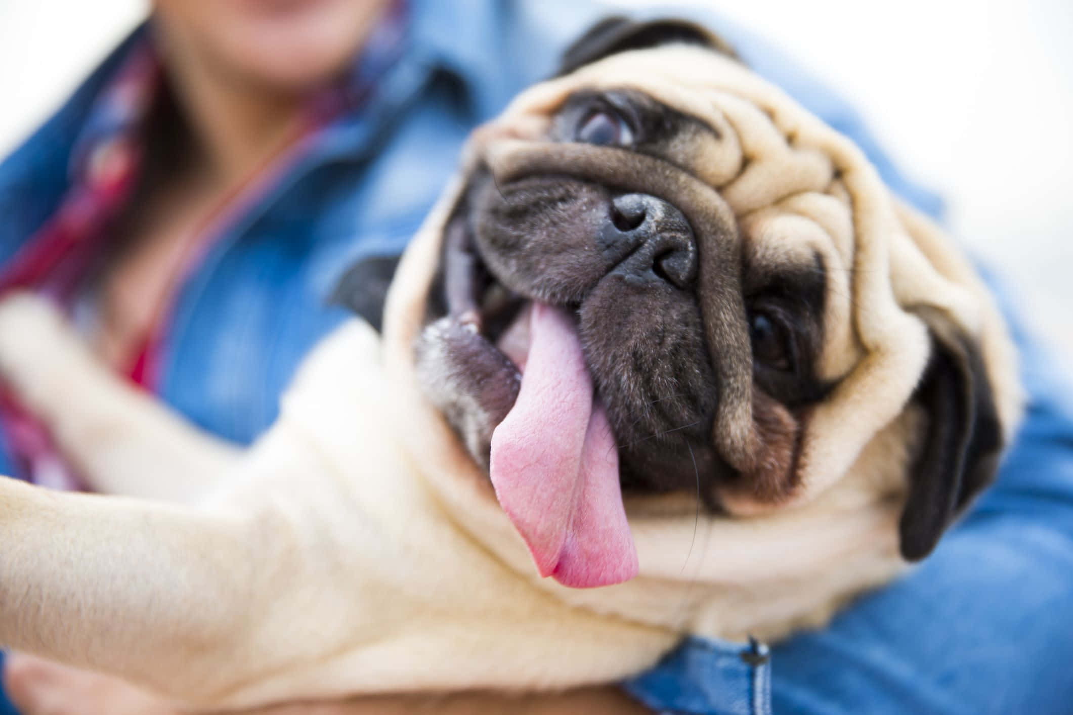 pug, tongue out, person in a blue shirt, Full HD Desktop Wallpaper