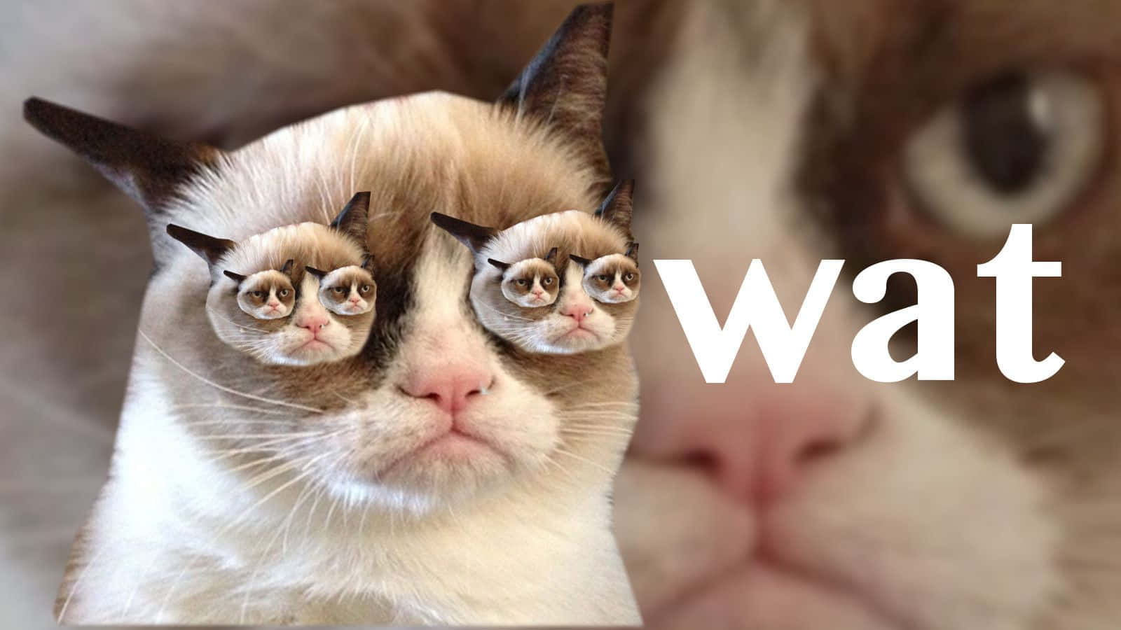 grumpy cat, two tiny grumpy cats, eyes, HD Desktop Wallpaper