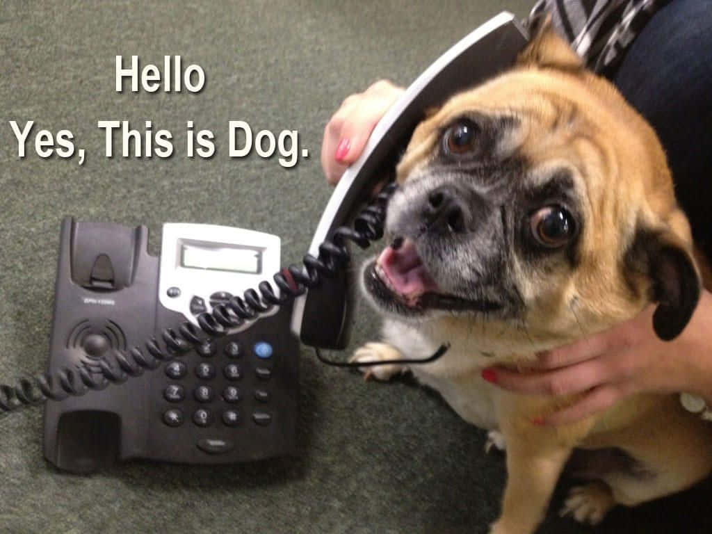 pug dog, phone receiver, green carpet, SD Desktop Wallpaper