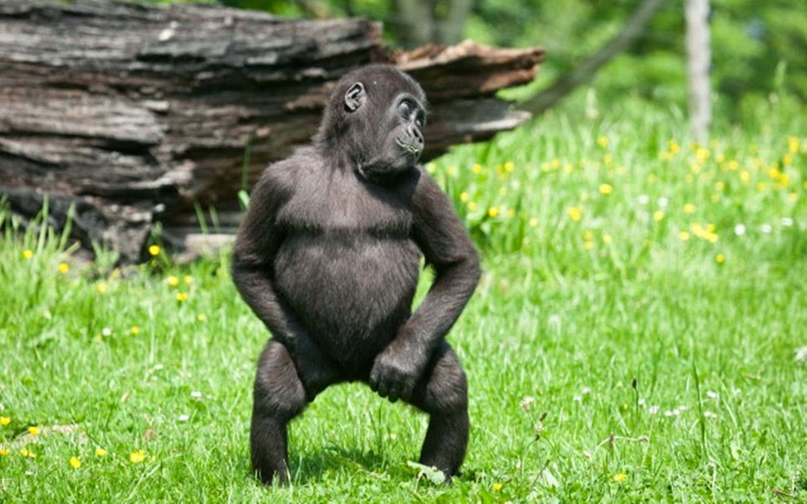 gorilla, grassy field, yellow flowers, HD Desktop Wallpaper