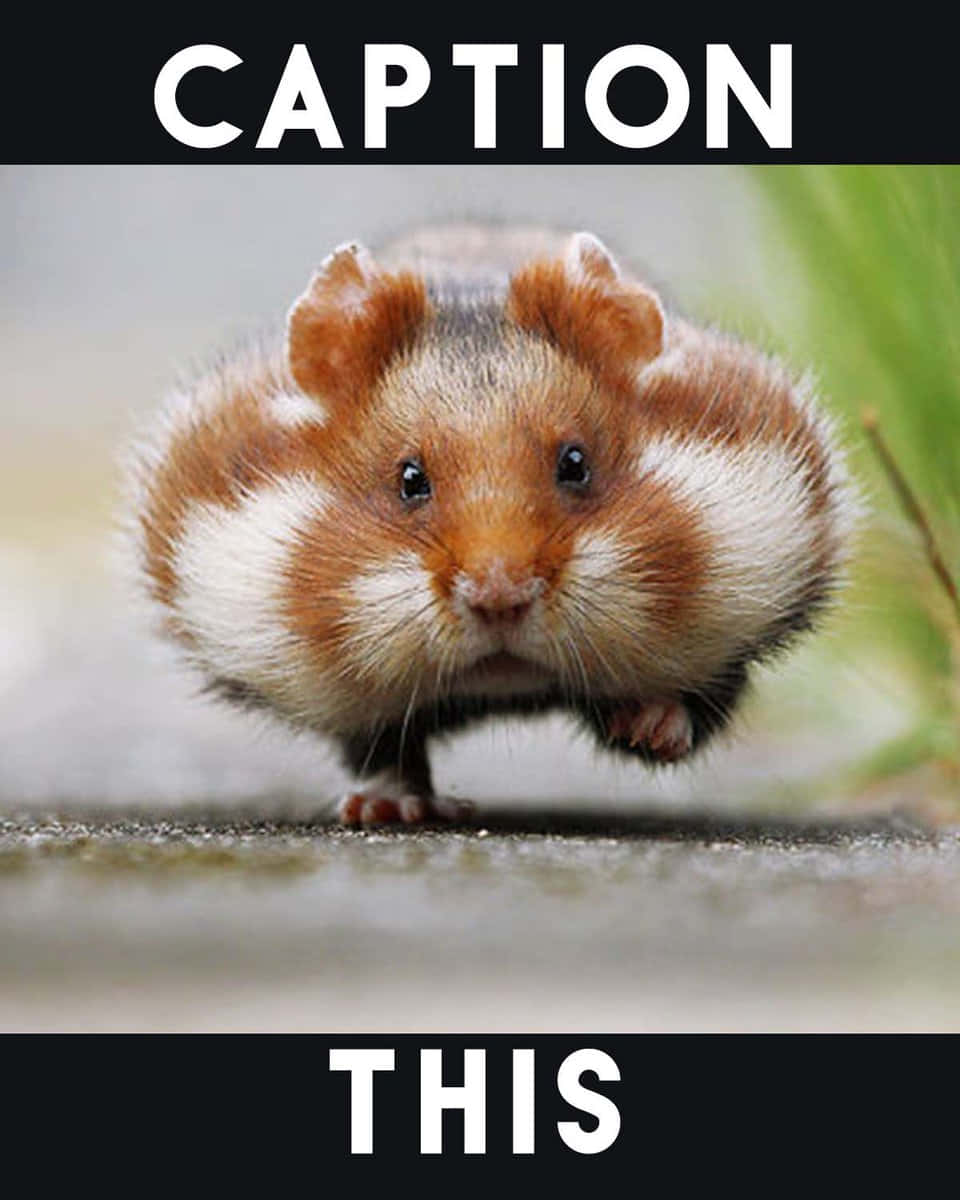 fluffy brown and white guinea pig, big dark eyes, close-up, SD Phone Wallpaper
