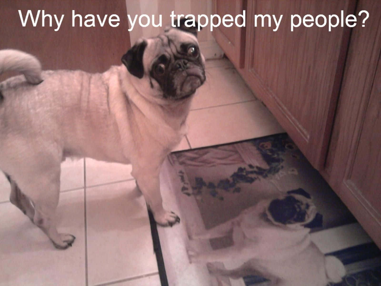 pug, tiled kitchen floor, rug with a pug print, HD Desktop Wallpaper