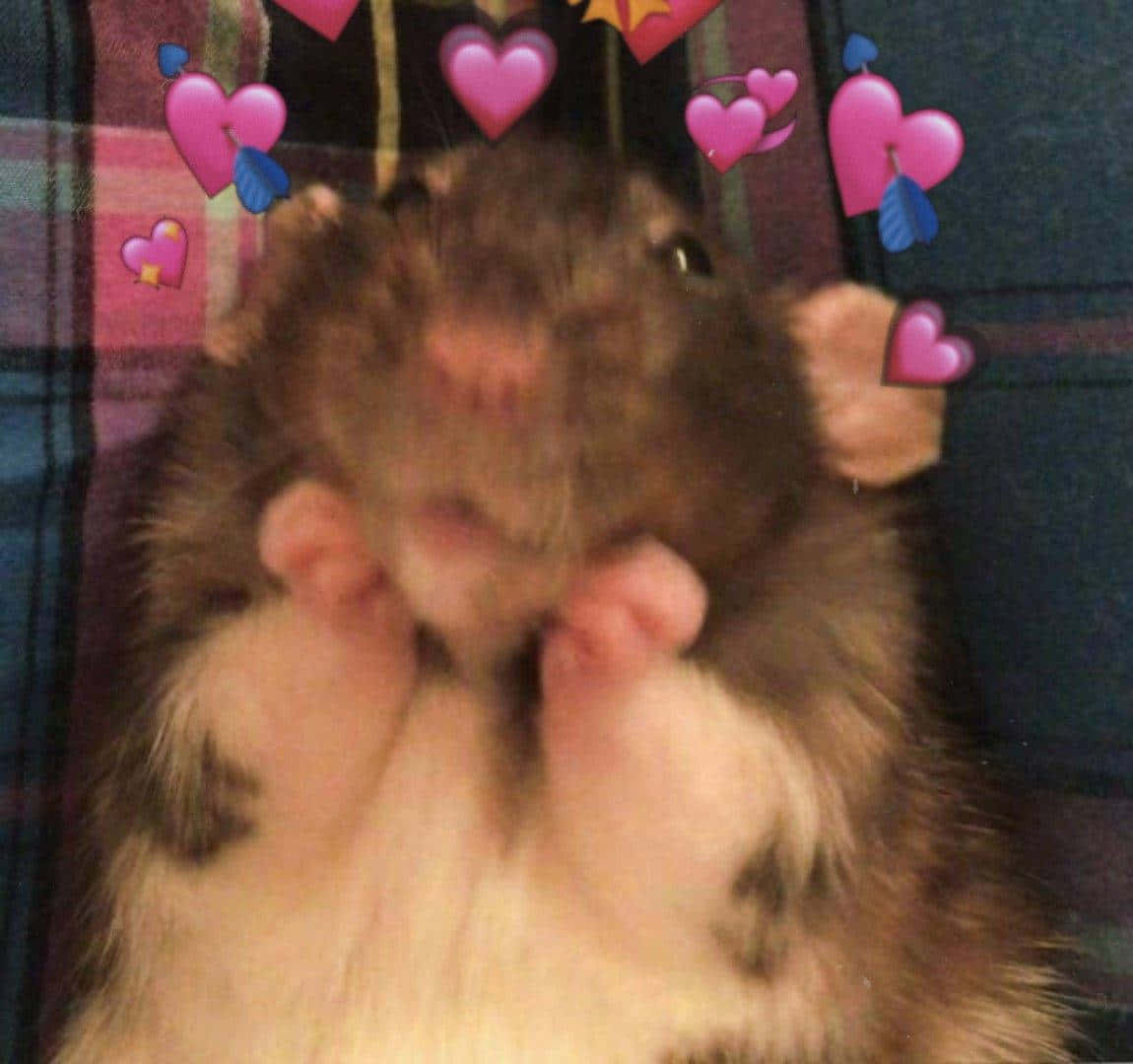 fluffy brown and white rat, plaid blanket, pink heart emojis, SD Desktop Wallpaper