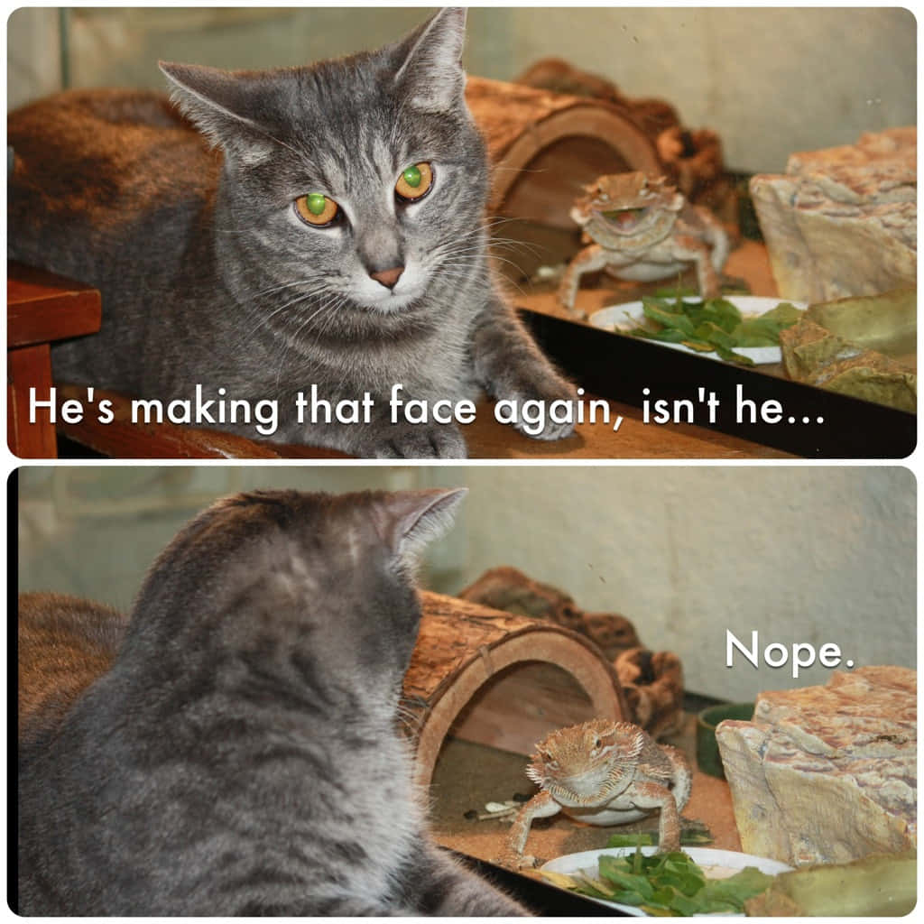 gray tabby cat, bearded dragon, enclosure, SD Desktop Wallpaper