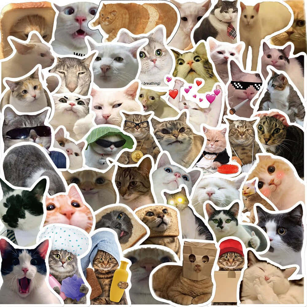 cute animal memes, 1000 x 1000 wallpaper, cat stickers, SD Desktop Wallpaper