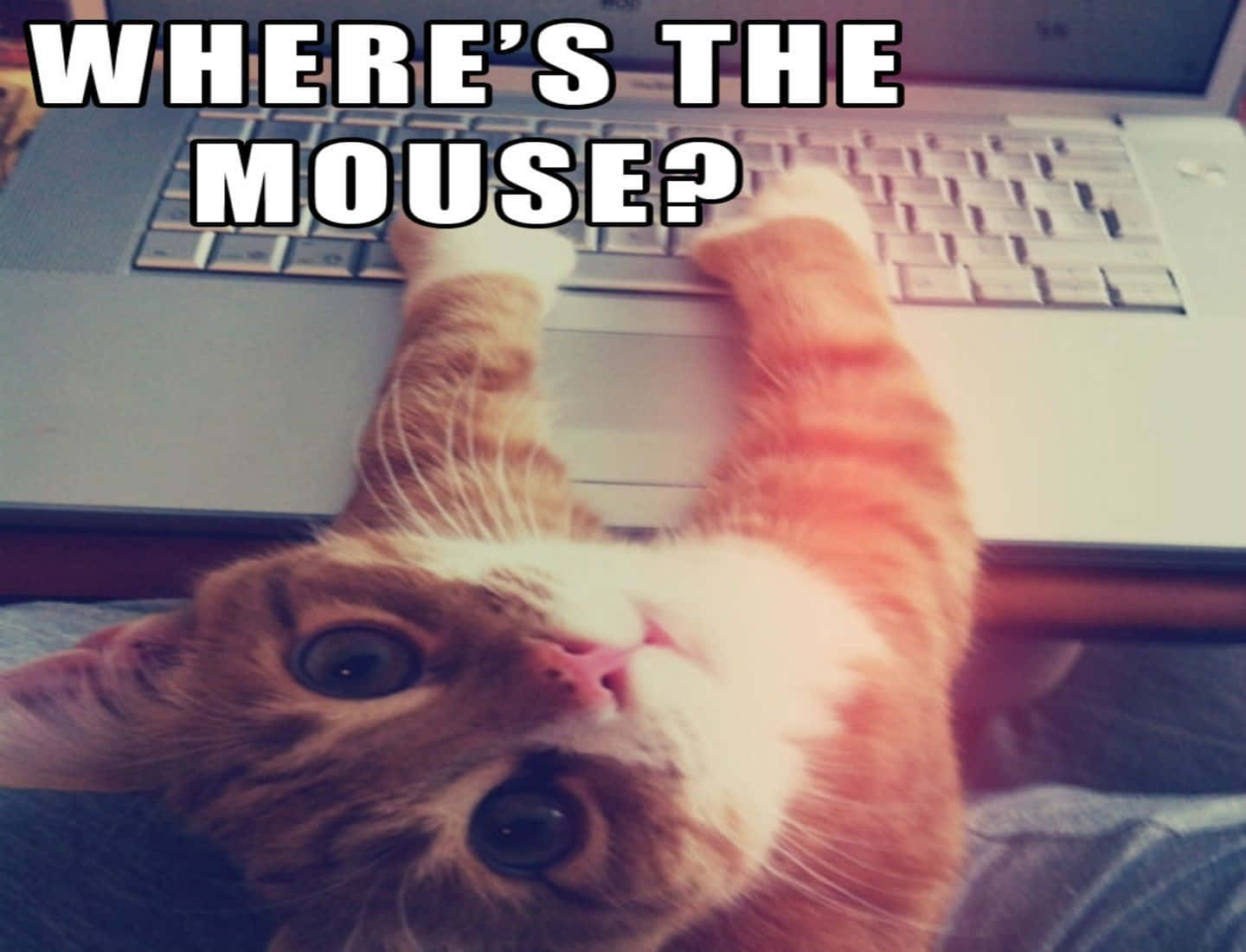 orange tabby cat, wide eyes, laptop keyboard, HD Desktop Wallpaper