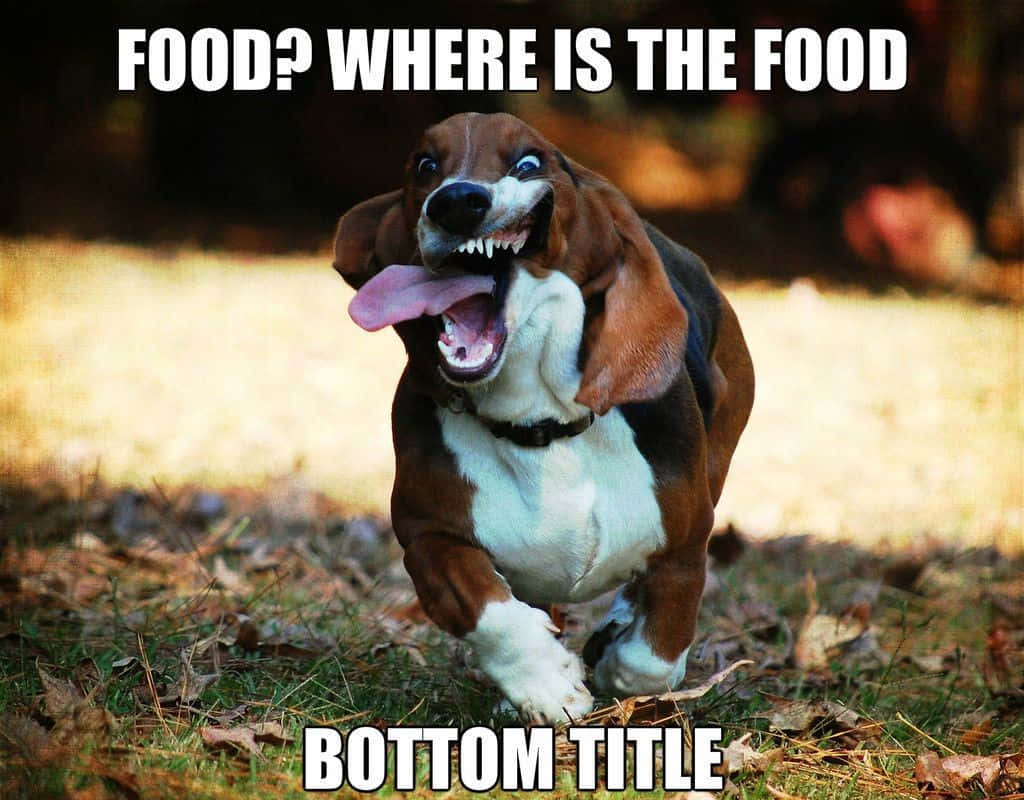 basset hound, wide eyes, tongue out, SD Desktop Wallpaper