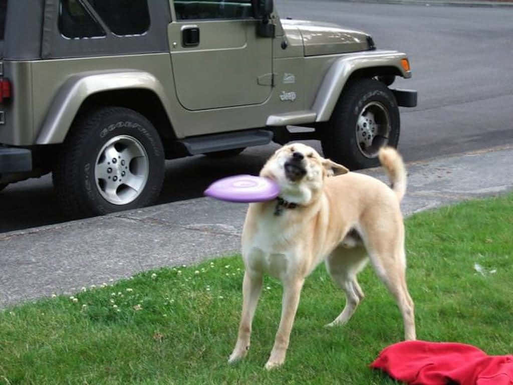 light-brown dog, purple frisbee, grassy lawn, SD Desktop Wallpaper