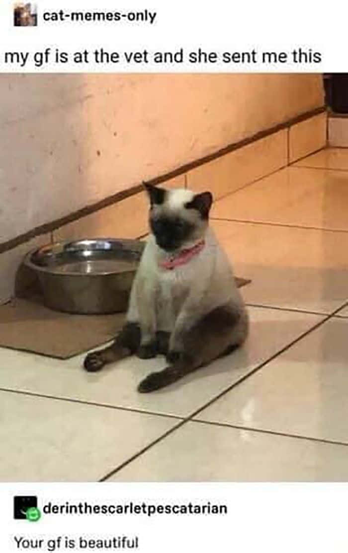 siamese cat, dark points, pink collar, SD Phone Wallpaper