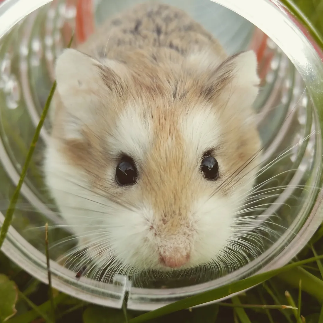 Cute Animal