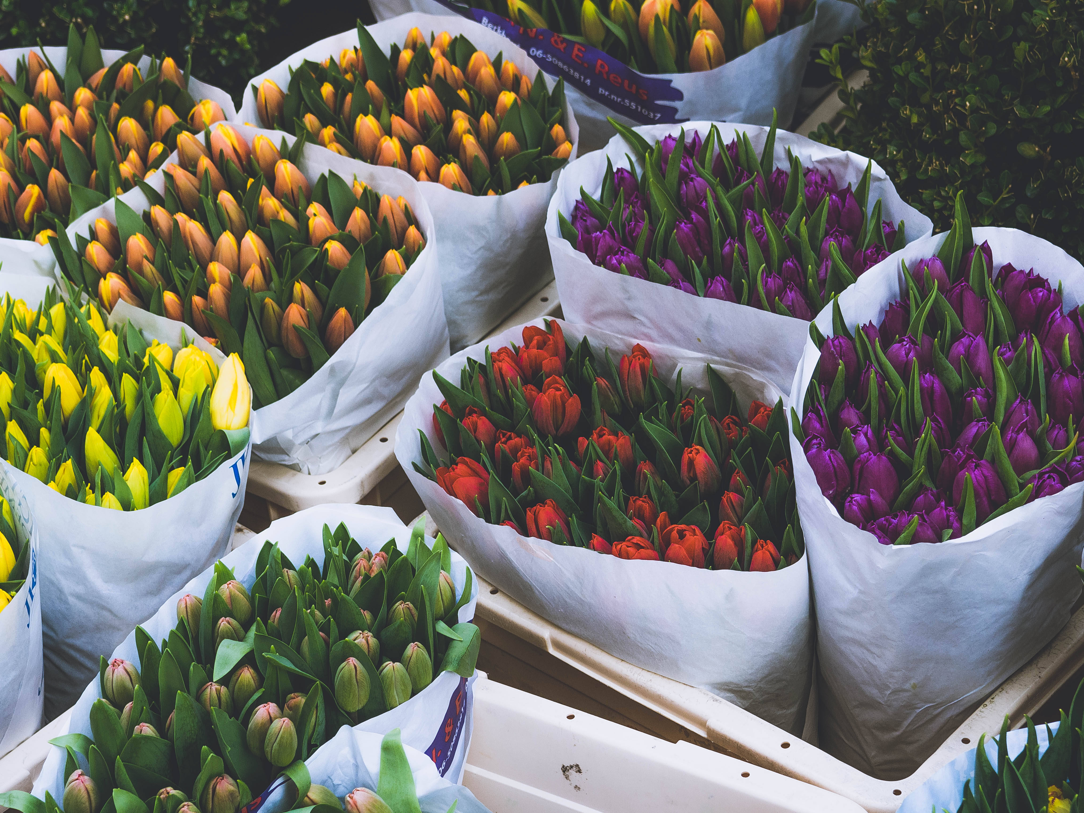 colorful april flowers, tulip bouquets, white paper bags, 4K Desktop Wallpaper