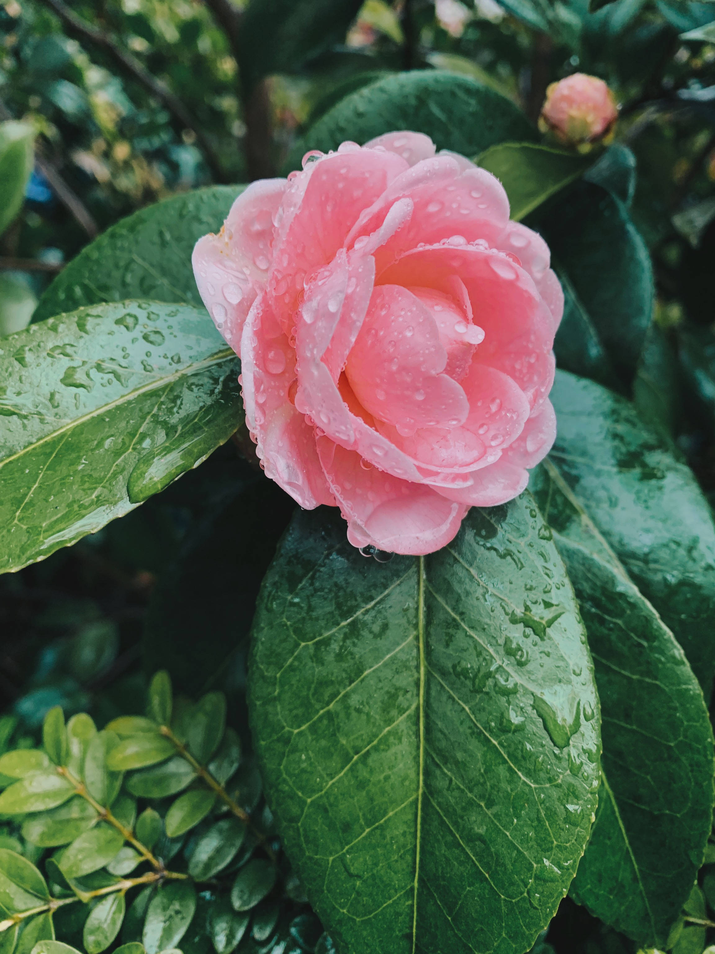 april pink flower, pink camellia blossom, raindrops, 2K Phone Wallpaper