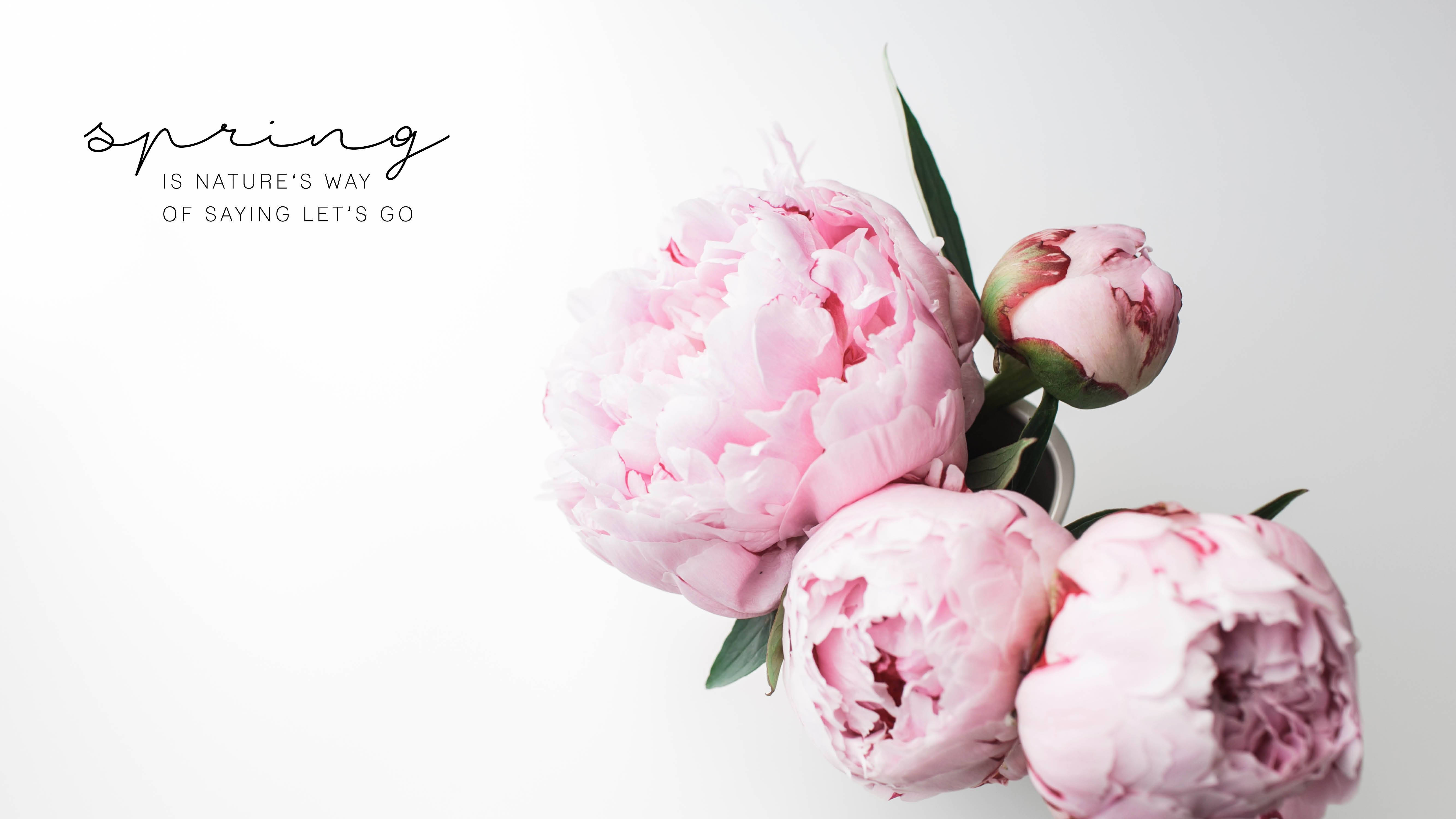 April, soft pink peonies, minimalist white background, 5K Desktop Wallpaper