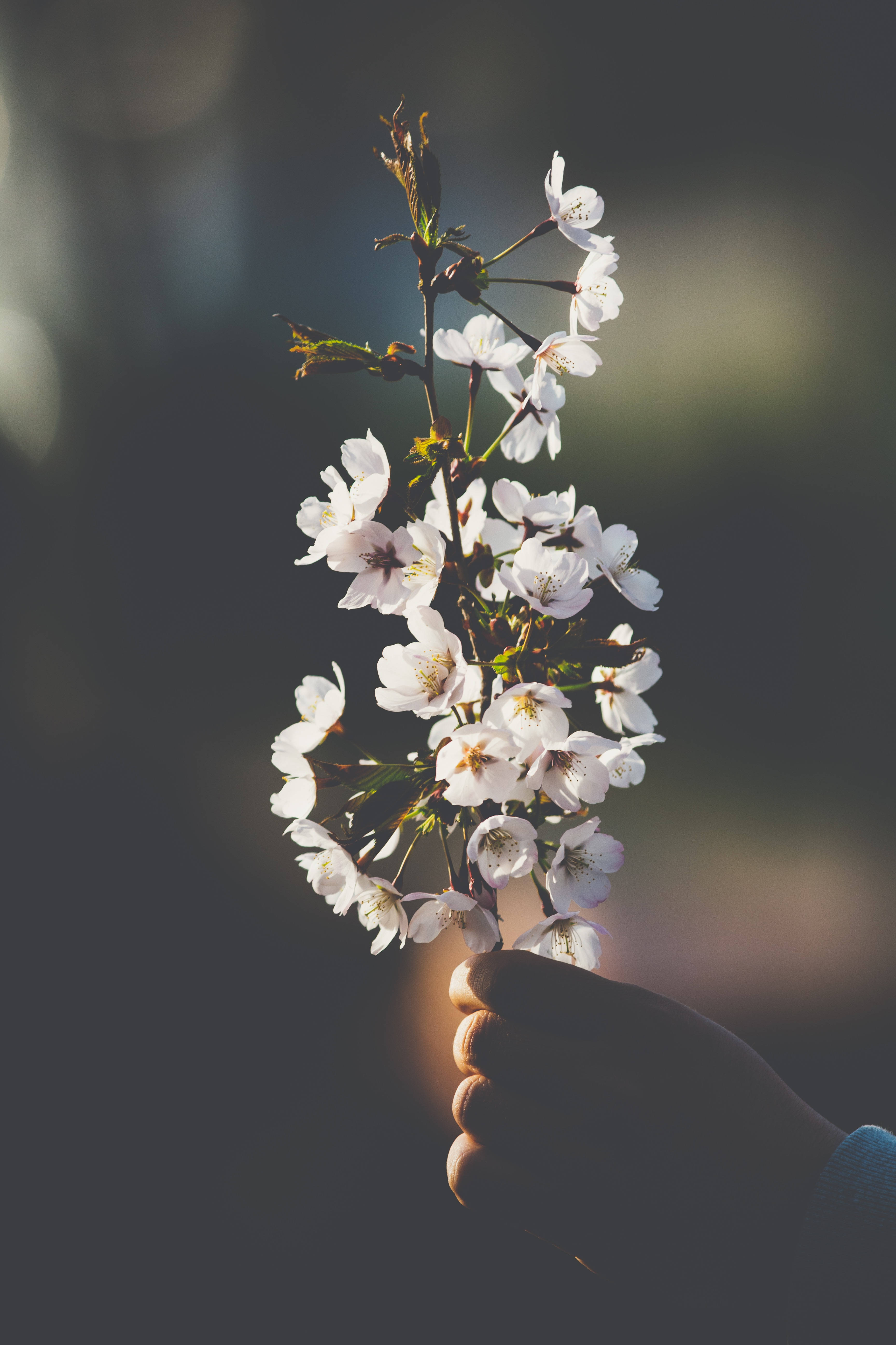 white cherry blossoms, soft golden sunlight, blurred dark background, 5K Phone Wallpaper
