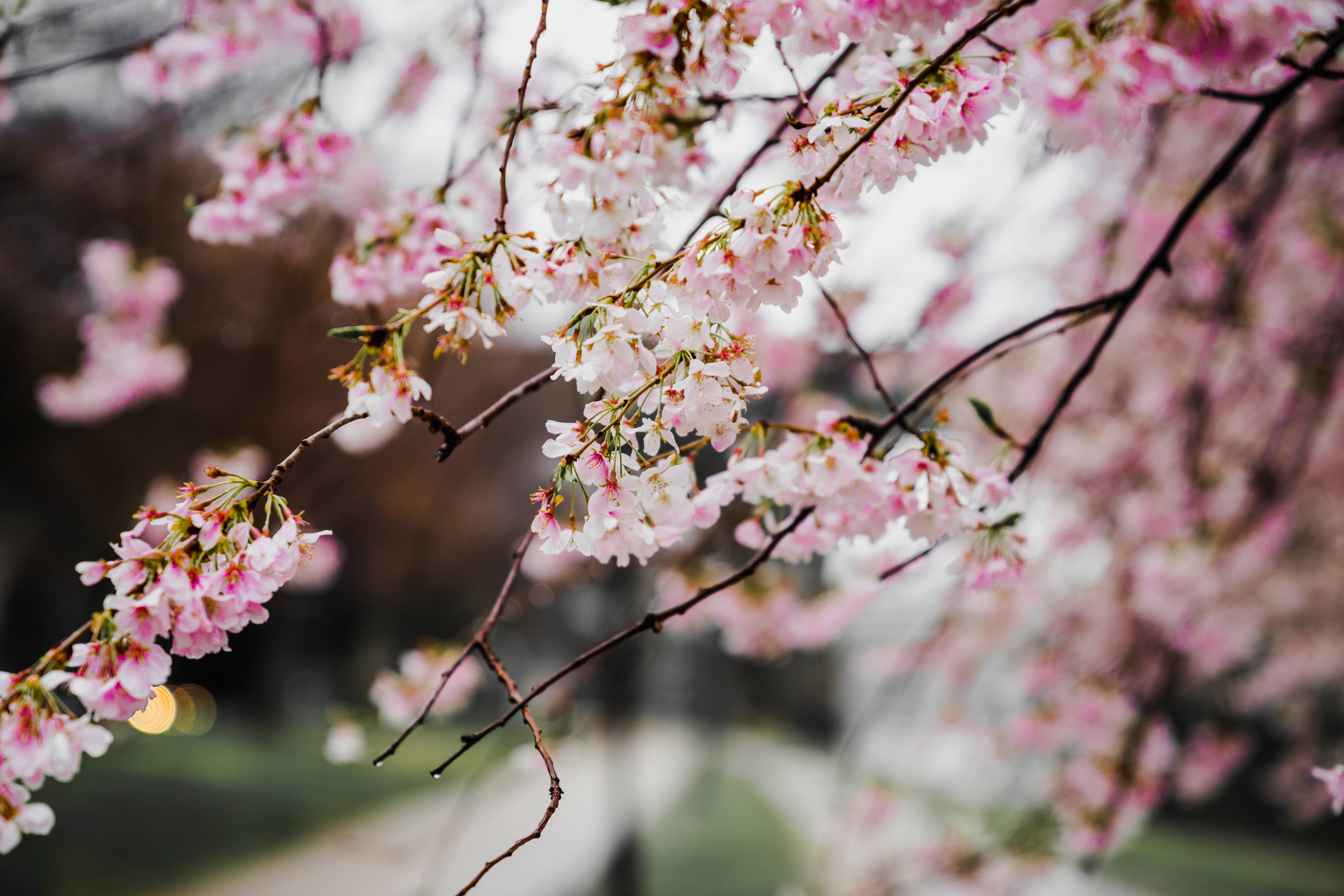 cherry blossoms, pink, dark branches, 5K Desktop Wallpaper