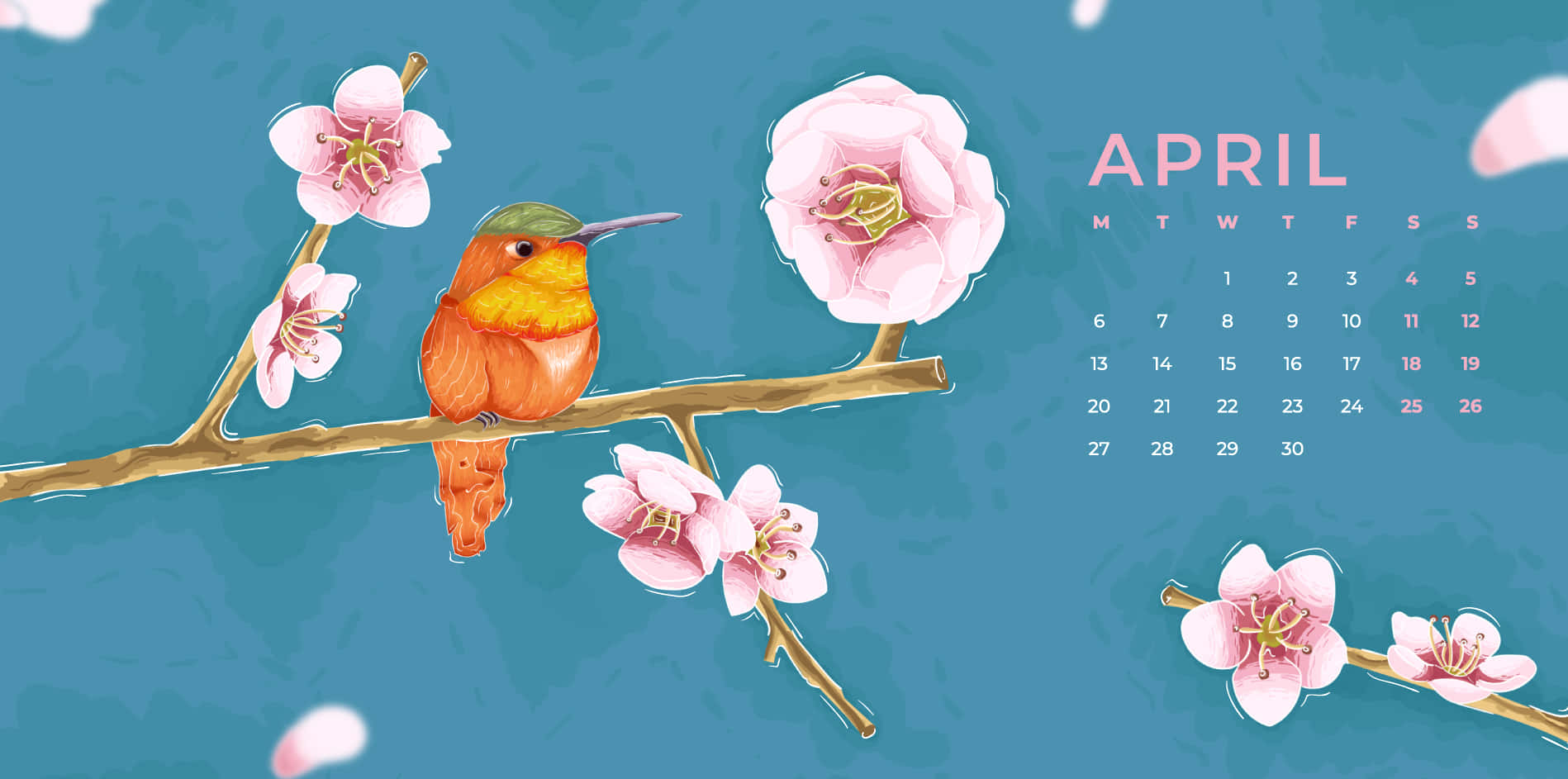 April calendar, vibrant orange hummingbird, pink cherry blossoms, HD Desktop Wallpaper