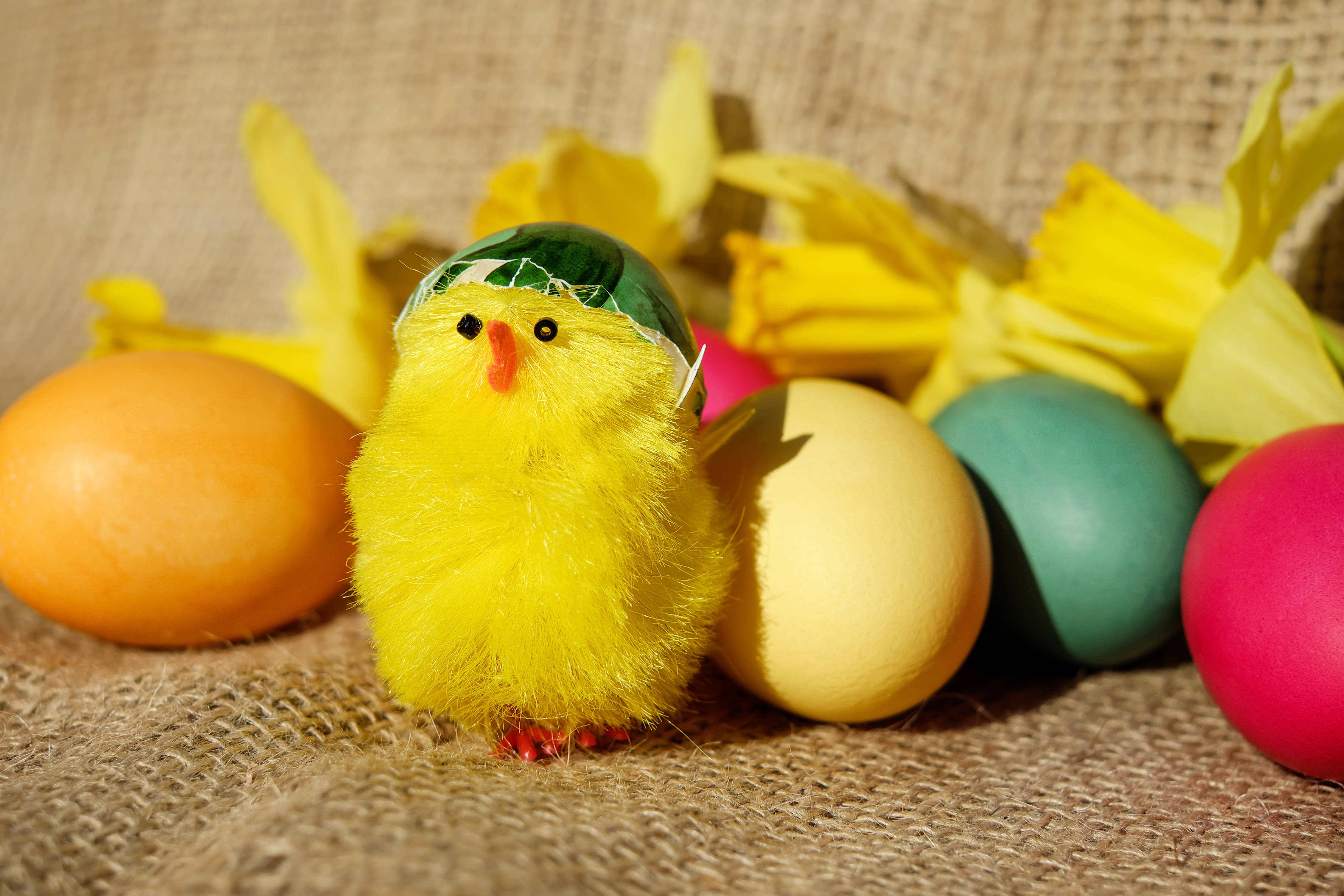 yellow chick, Easter eggs, green hat, 4K Desktop Wallpaper