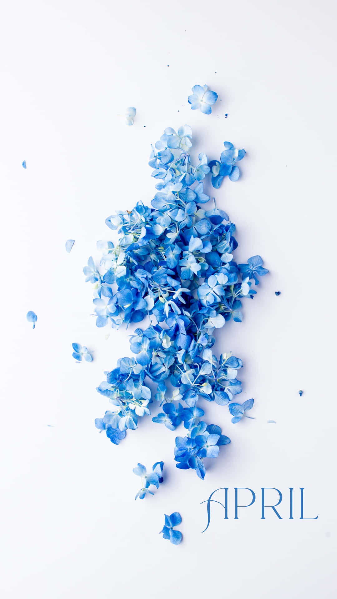 blue hydrangea, APRIL, stark white surface, Full HD Phone Wallpaper