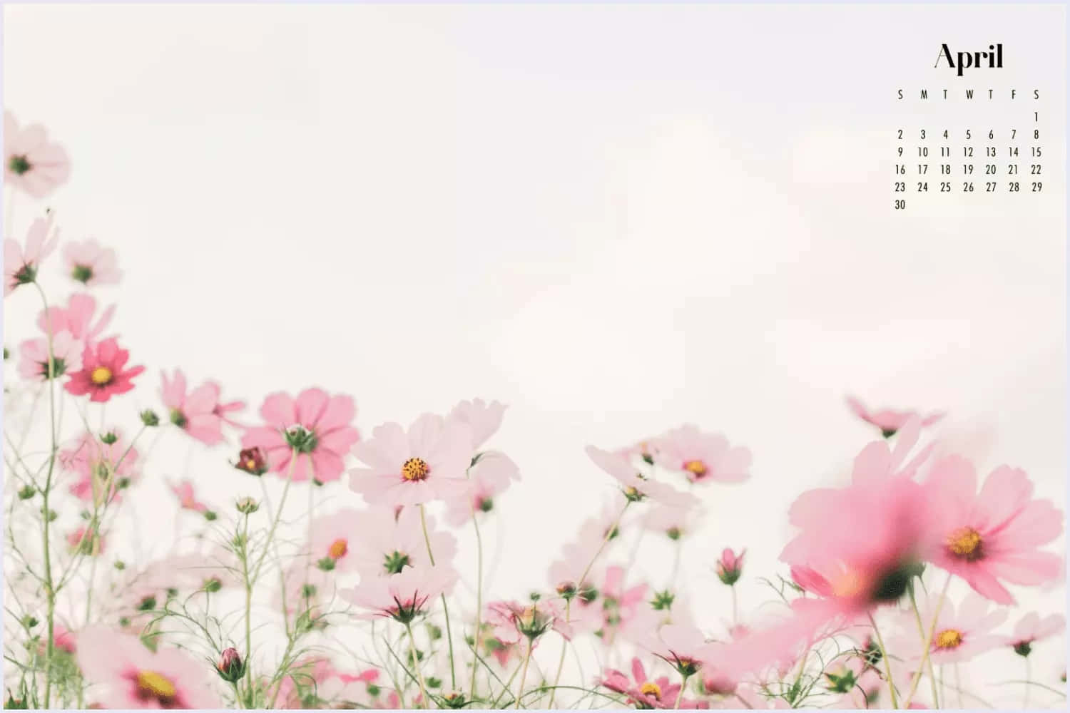 April calendar, pink cosmos flowers, yellow centers, HD Desktop Wallpaper