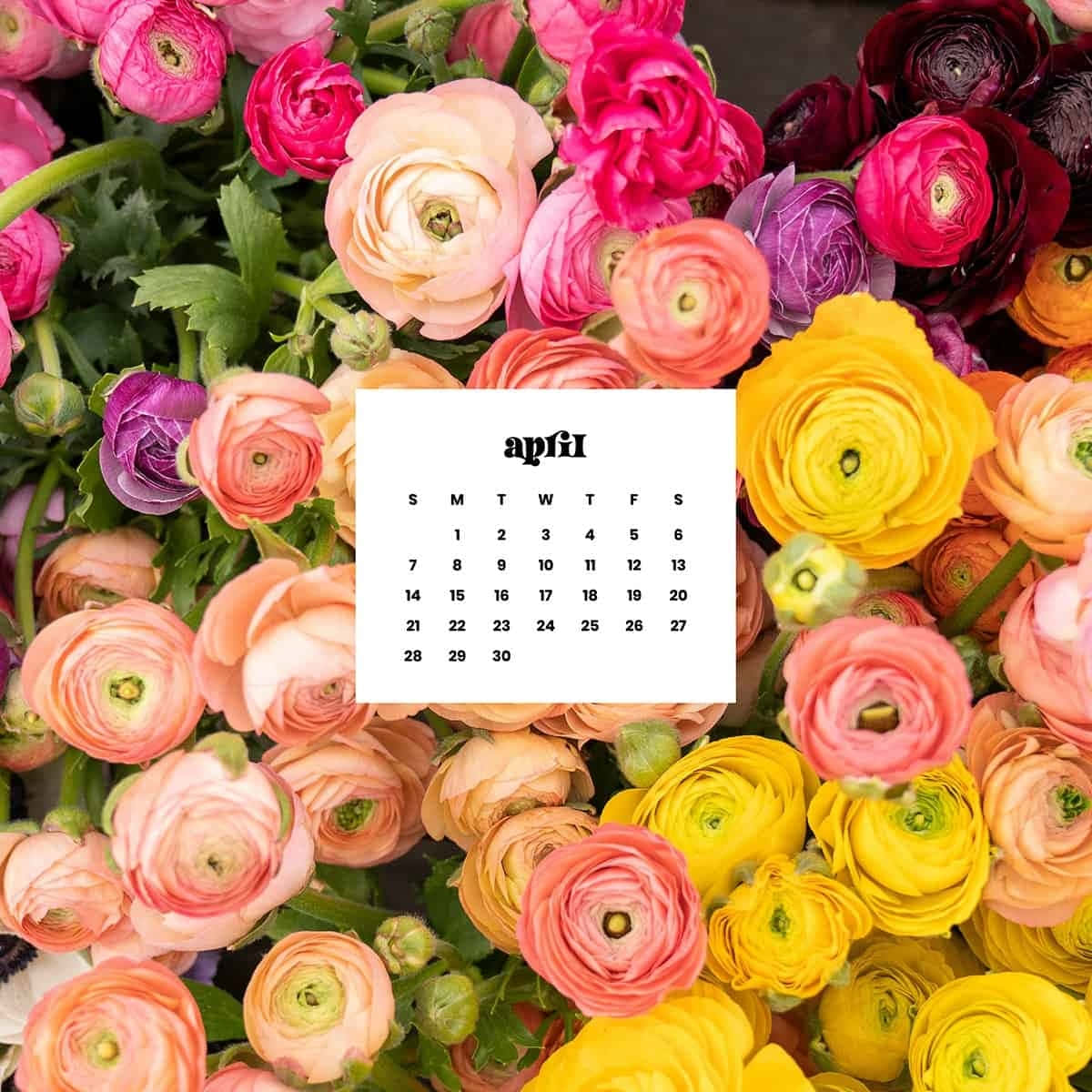 April, floral calendar, pink peach yellow and purple ranunculus flowers, SD Desktop Wallpaper