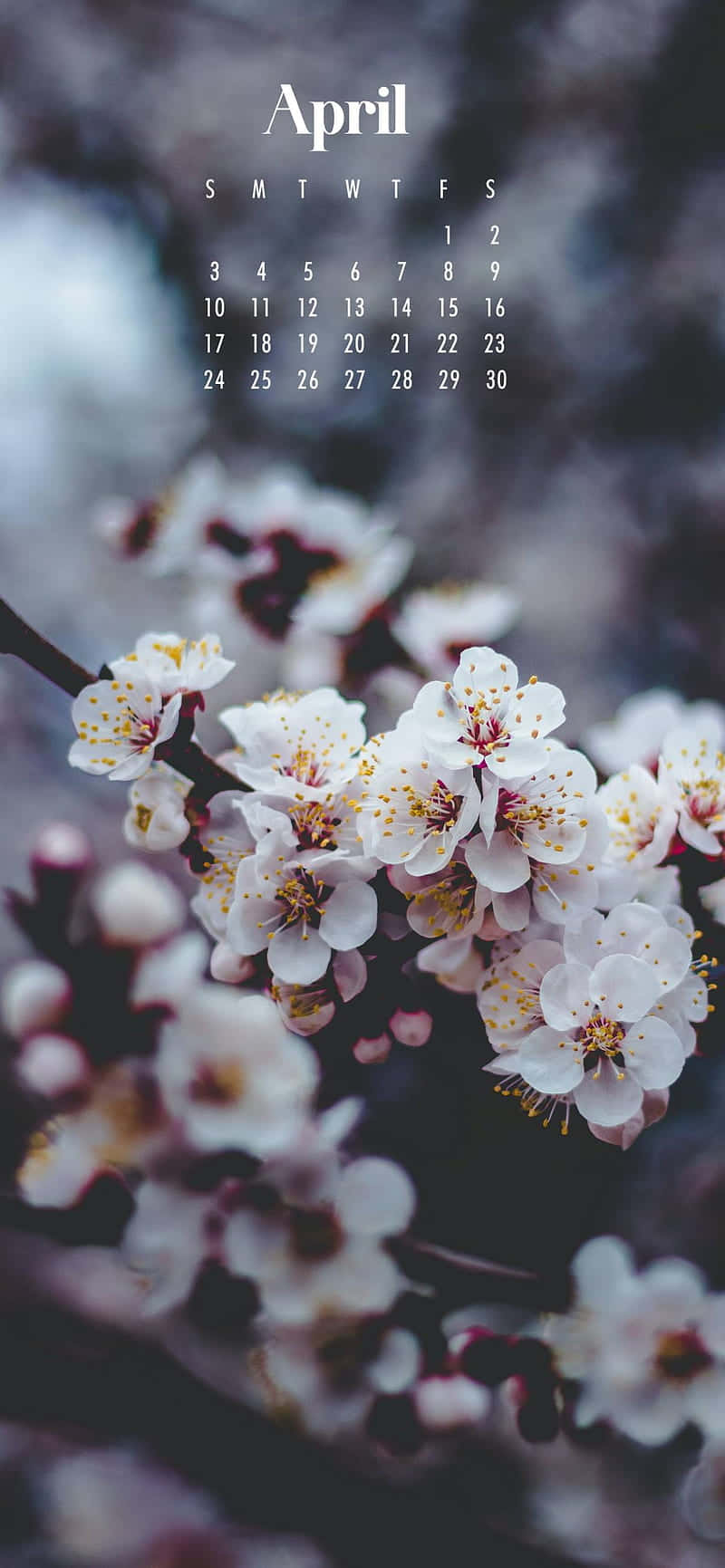 April Blossom Calendar, white blossoms, yellow stamens, HD Phone Wallpaper