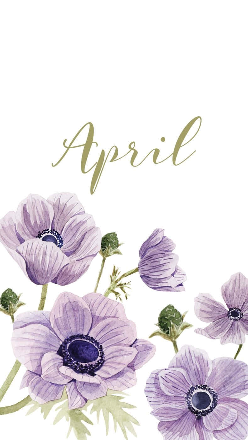April script, purple anemones, dark centers, HD Phone Wallpaper
