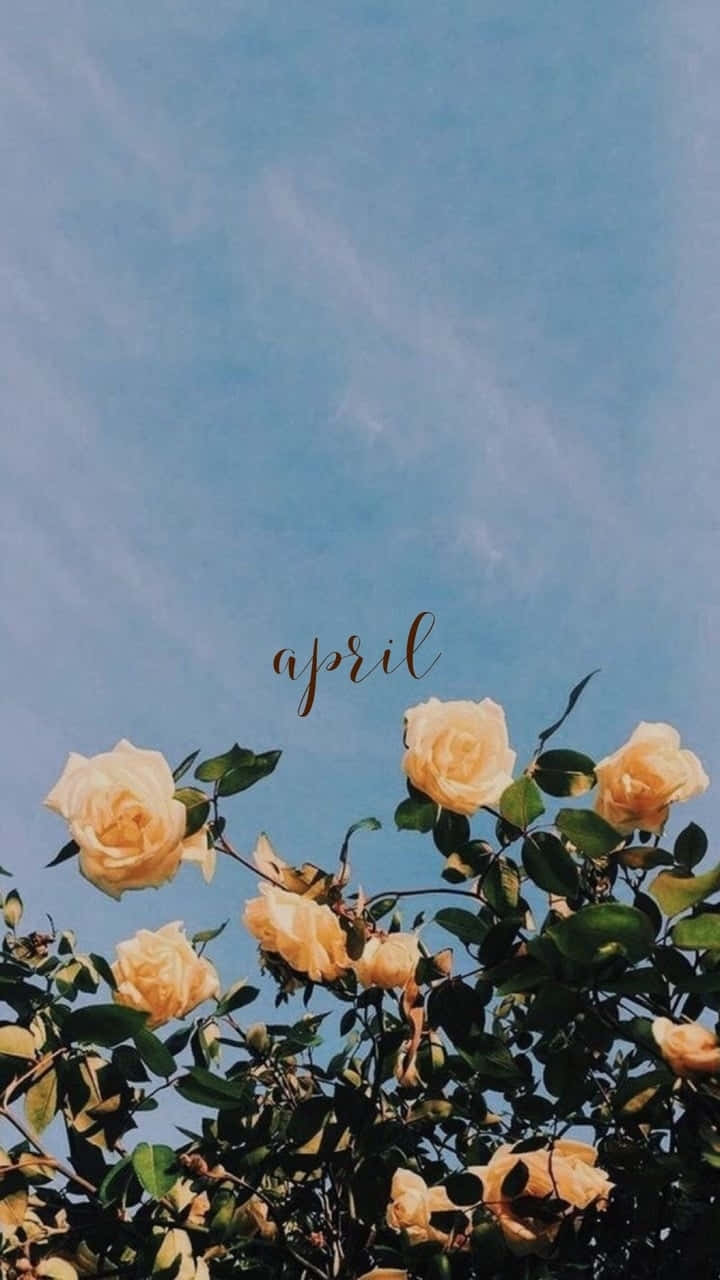 April Roses, blue sky, cream roses, HD Phone Wallpaper