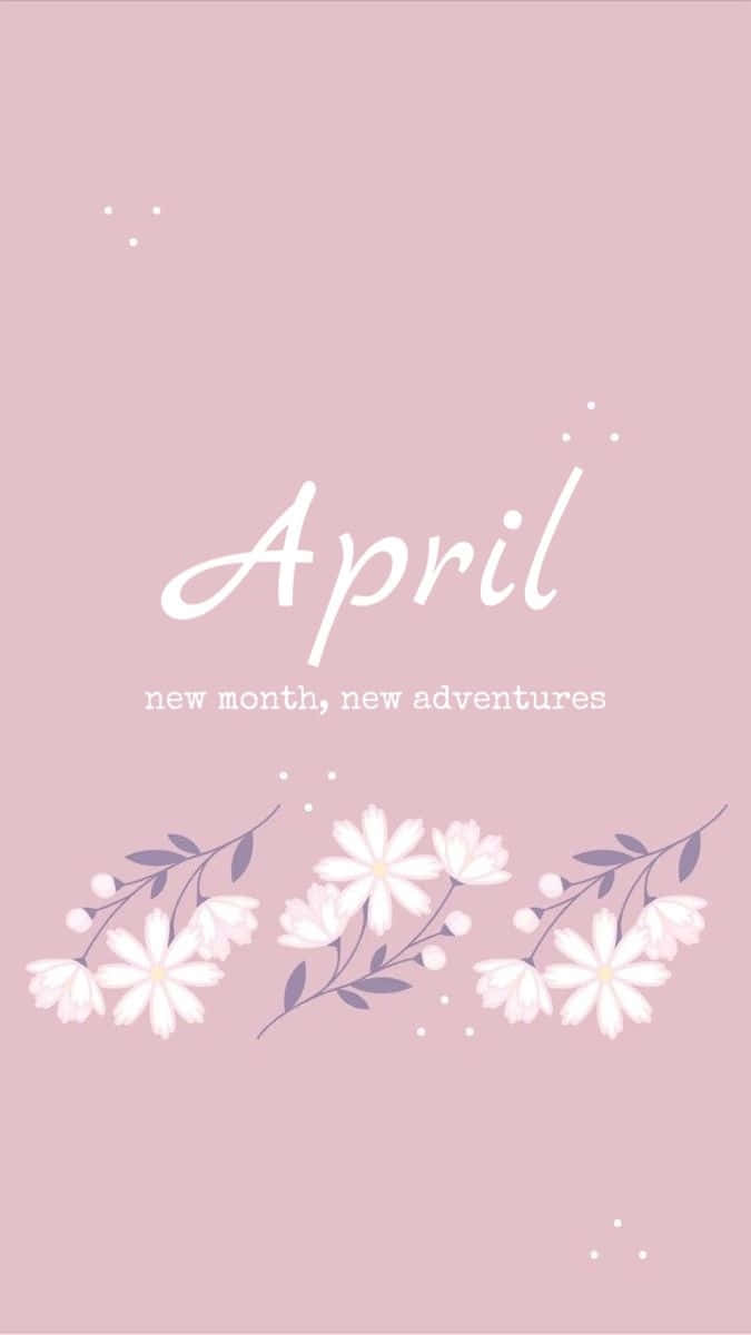 April, soft pink background, white daisies, SD Phone Wallpaper