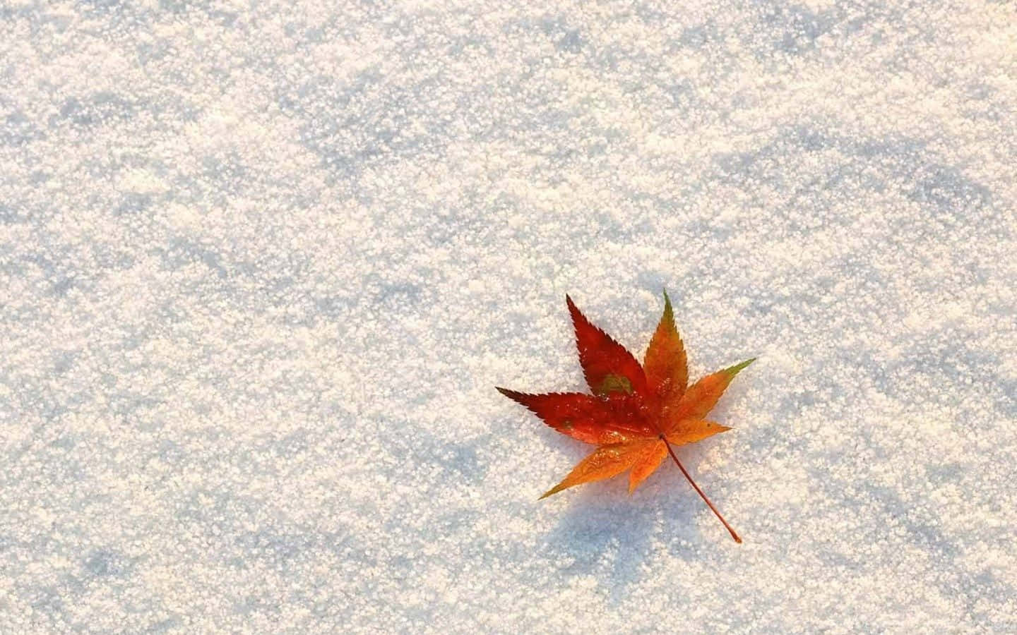 vibrant red maple leaf, textured blanket of fresh snow, soft daylight, HD Desktop Wallpaper