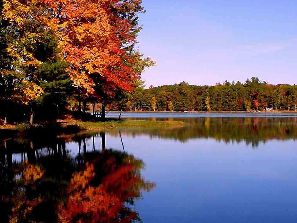 autumn trees, fiery orange, yellow leaves, SD Desktop Wallpaper