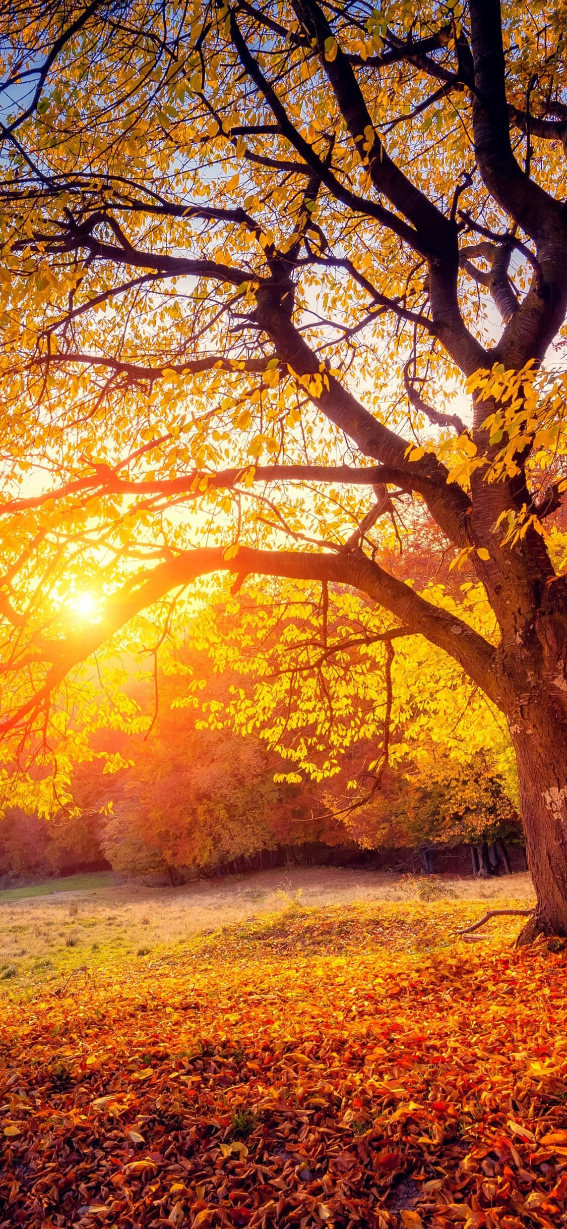 autumn tree, golden leaves, warm sunset light, Full HD Phone Wallpaper