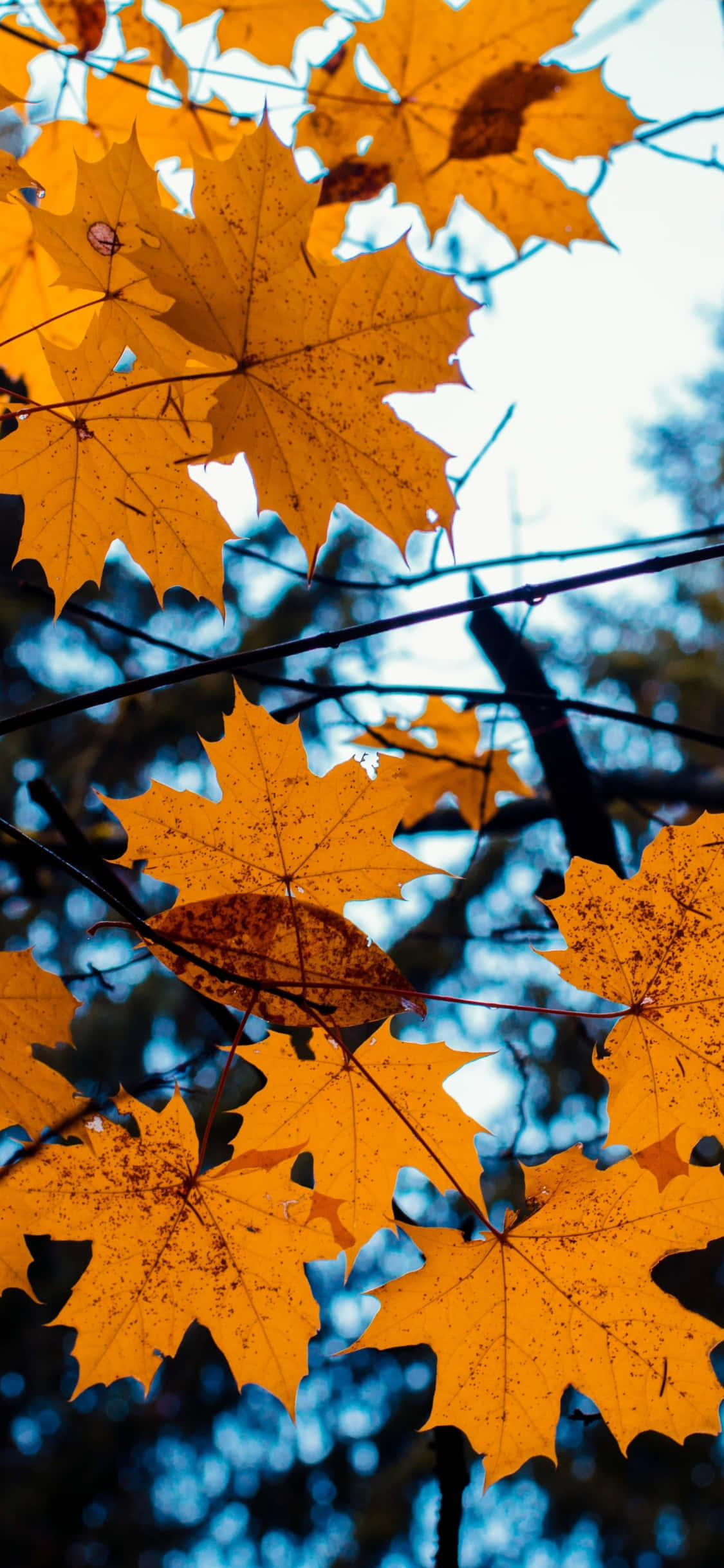 cute autumn iphone, orange maple leaves, cool blue sky, Full HD Phone Wallpaper